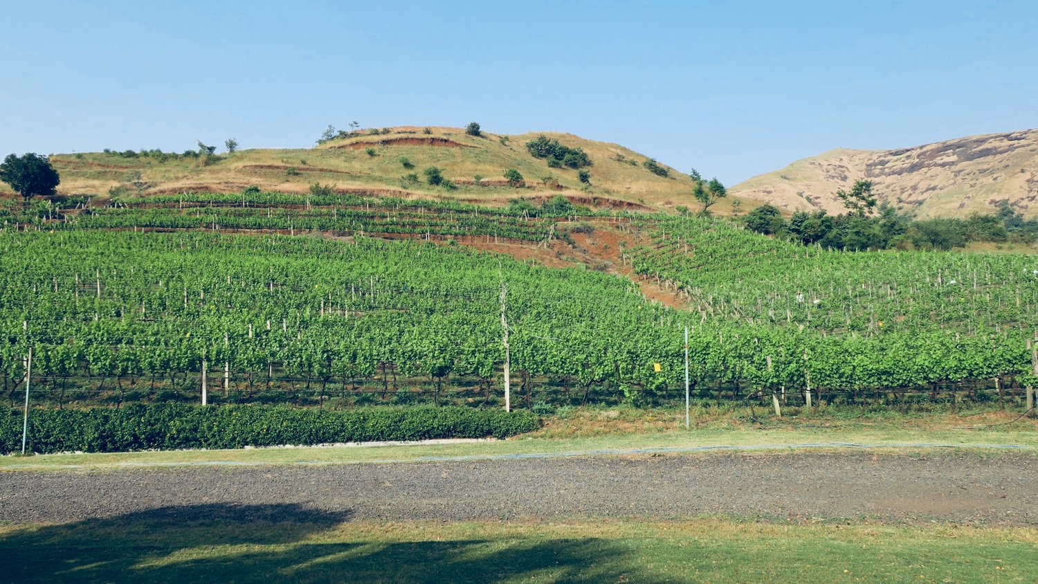 The plot from where Grover Zampa's "One Tree Hill Vineyard" wines are produced. (Igatpuri, Nasik, India) - Photo credit: Sumi_Sumilier