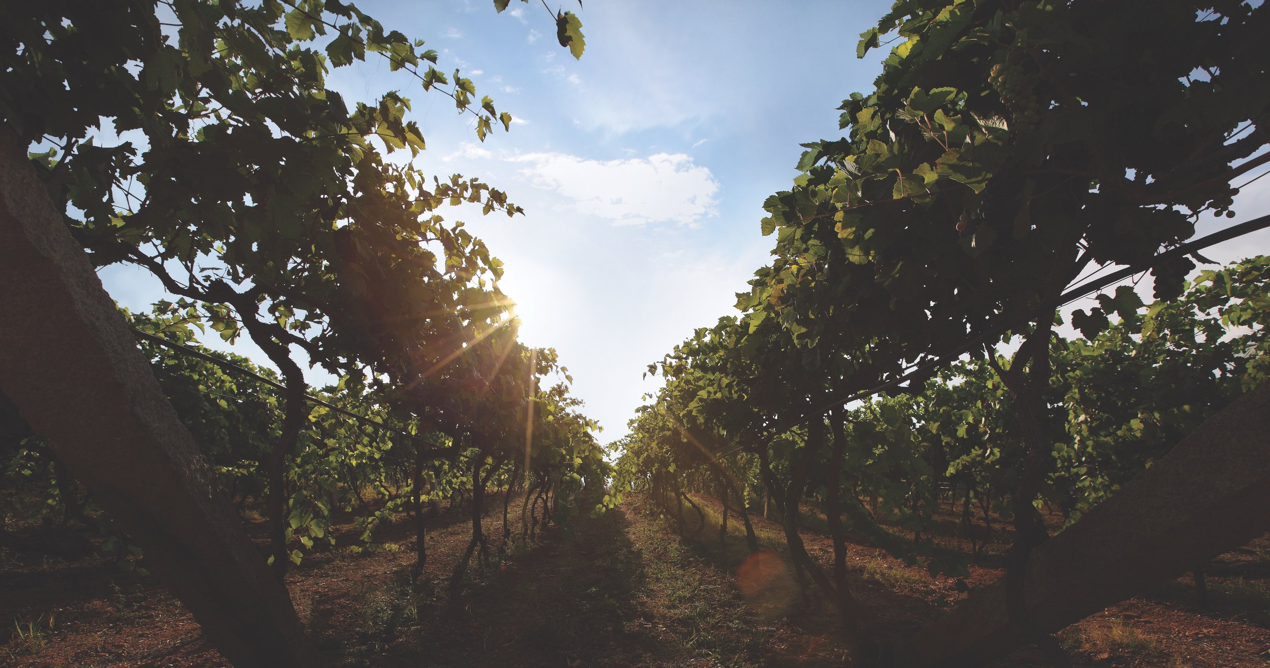 Photo credit : Grover Vineyards