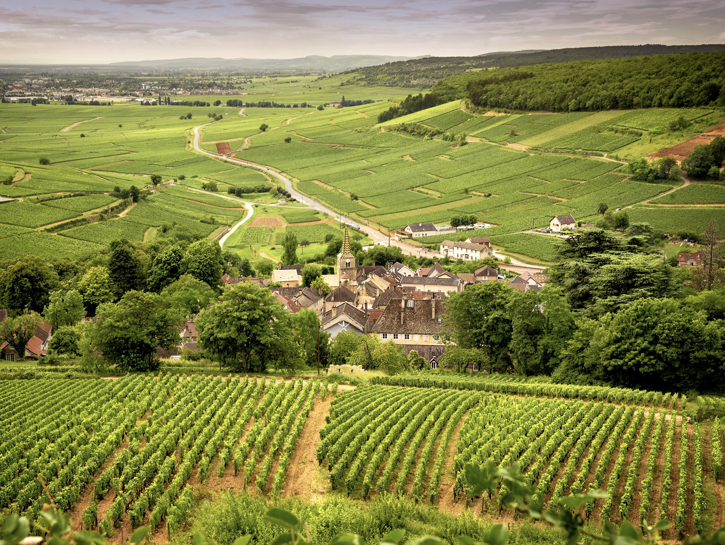 Vineyards (Photo credit: Massimo Santi, Shutterstock)