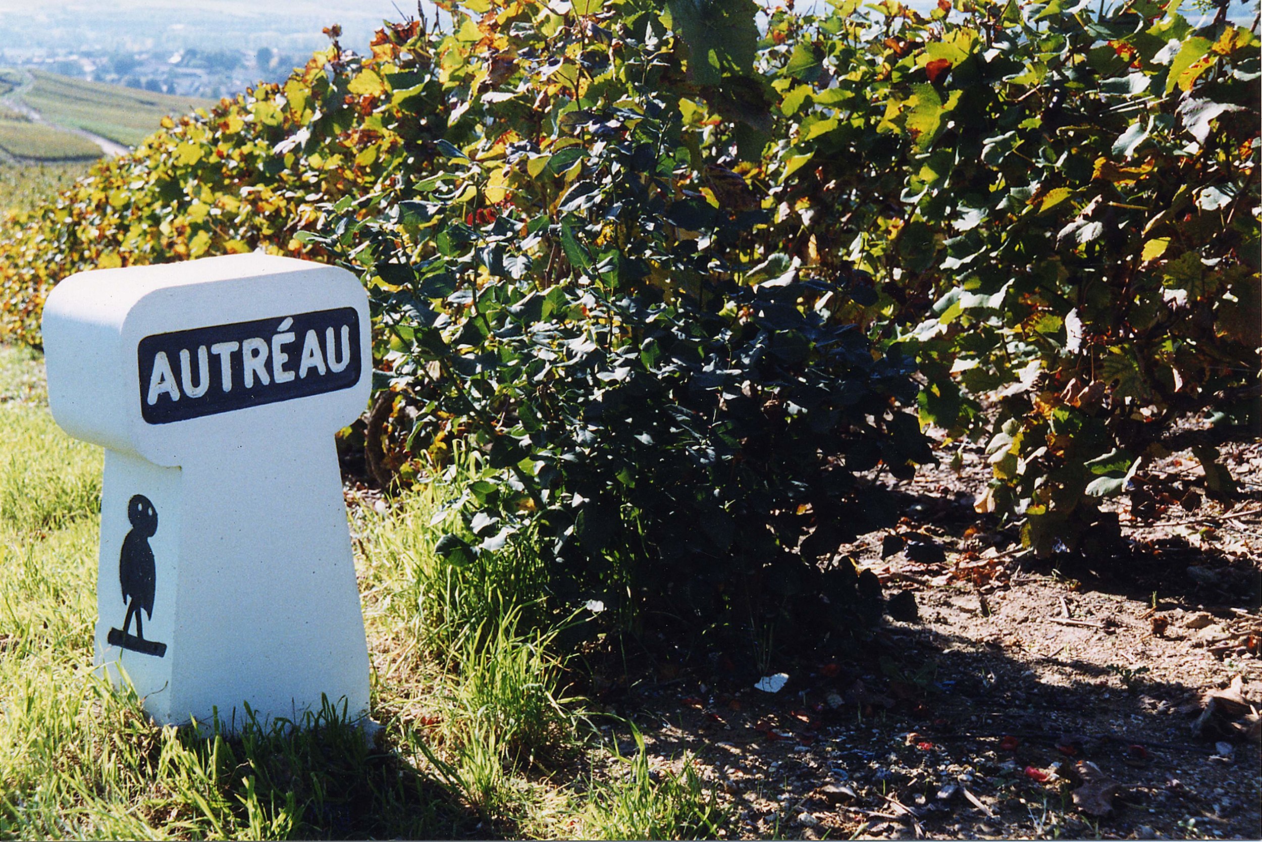 Autréau vineyards (Photo credit: Autréau)
