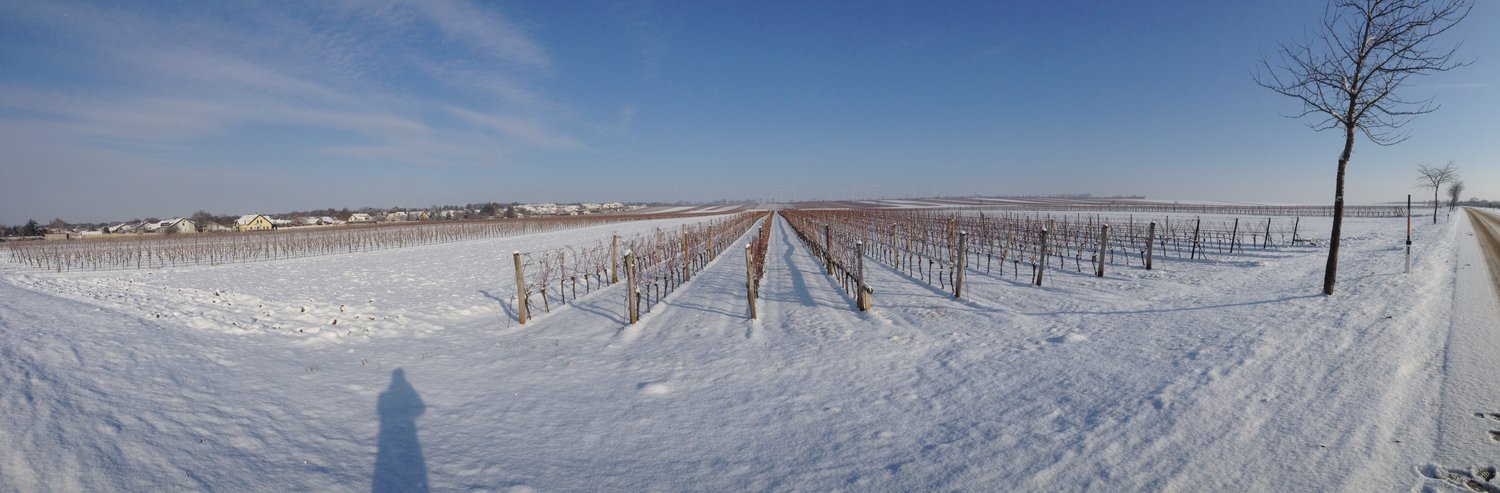 Winter Wenigarten (Photo credit: Artisan Wines)