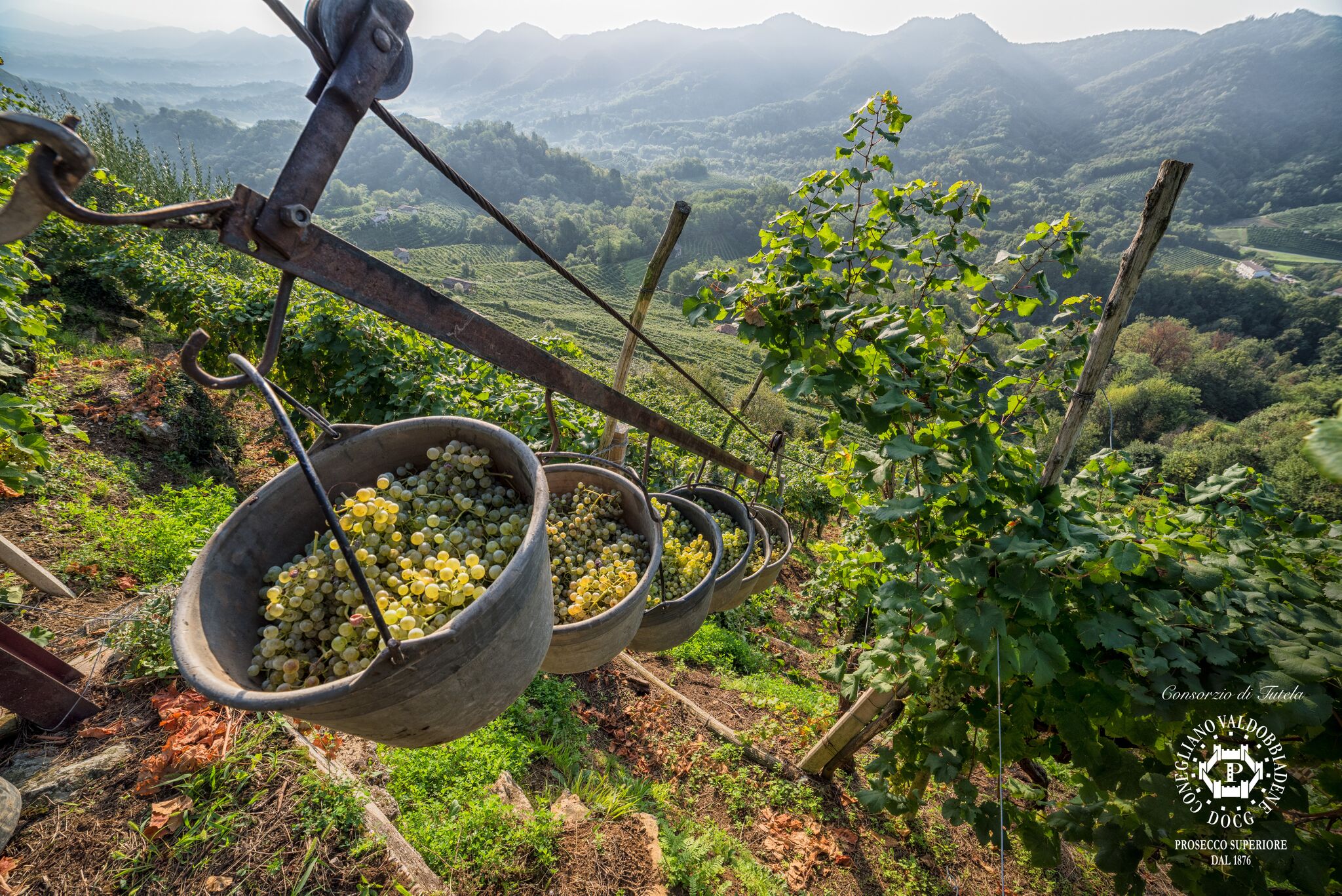 Harvest in the hills of Conegliano Valdobbiadene Prosecco Superiore DOCG (Image:&nbsp;Arcangelo Piai, Prosecco Superiore DOCG)