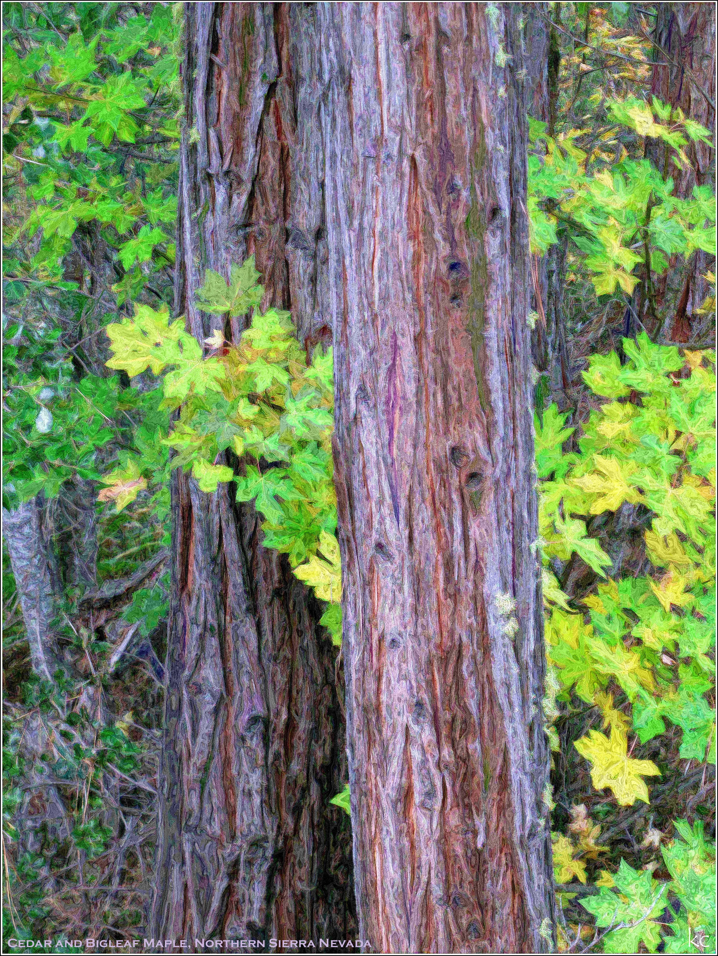 IMG_0641A 31dec2012.jpg