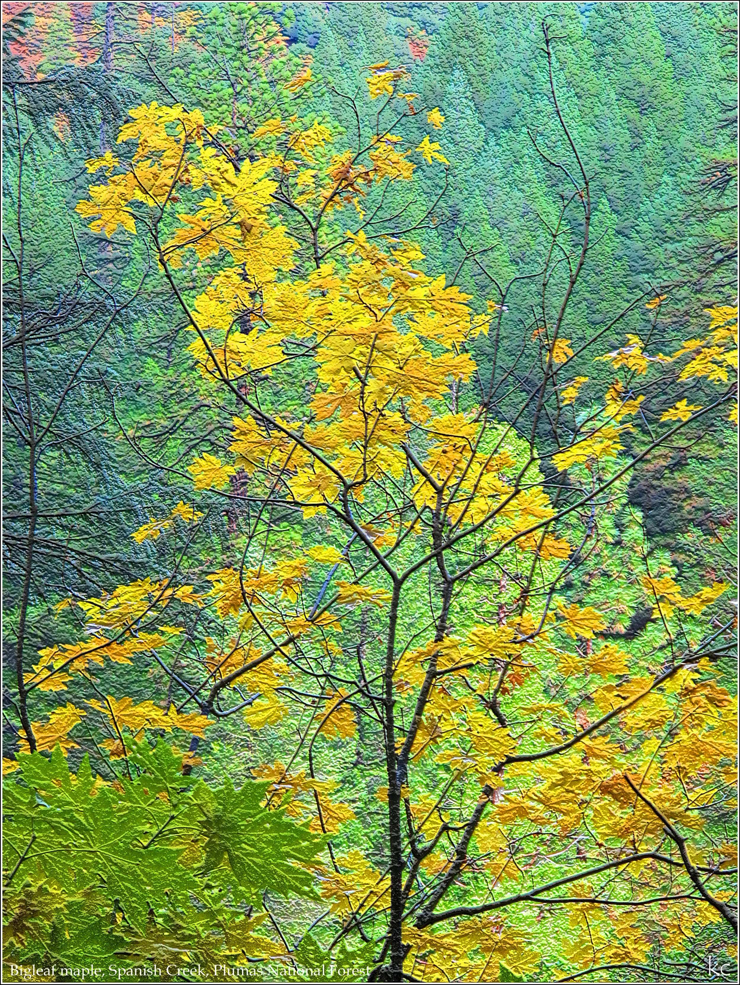 IMG_3221A 14nov2012.jpg