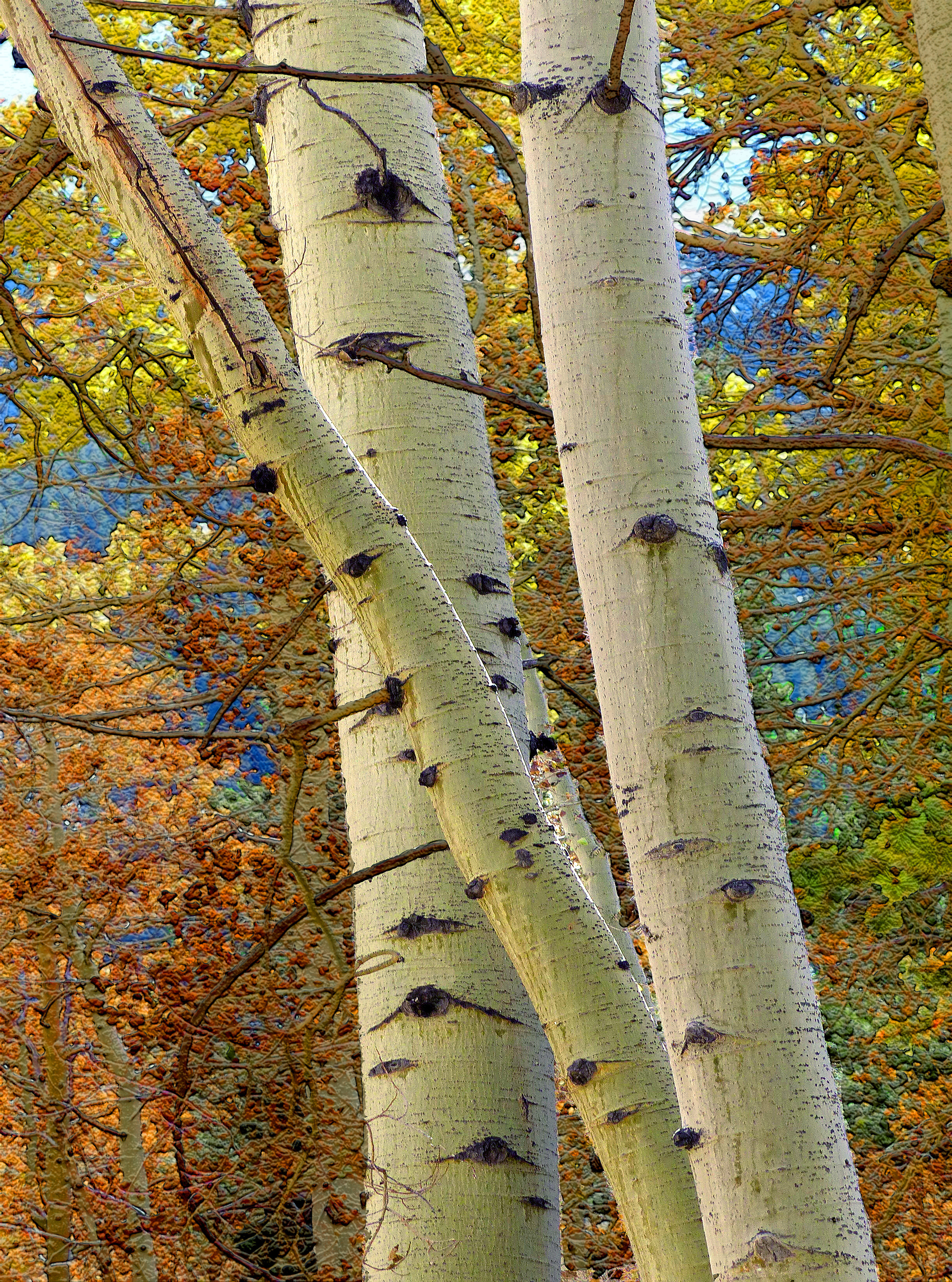 P1000615C.jpg
