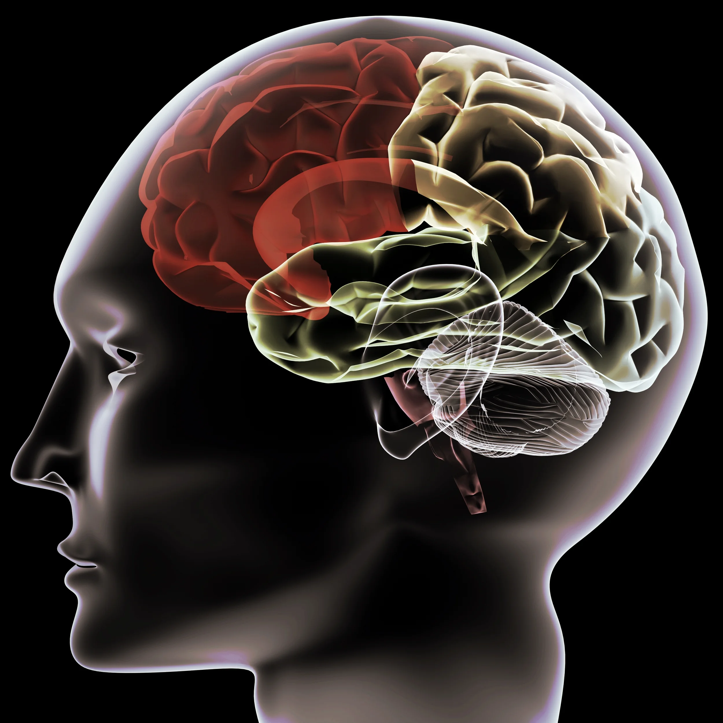 brain.jpg