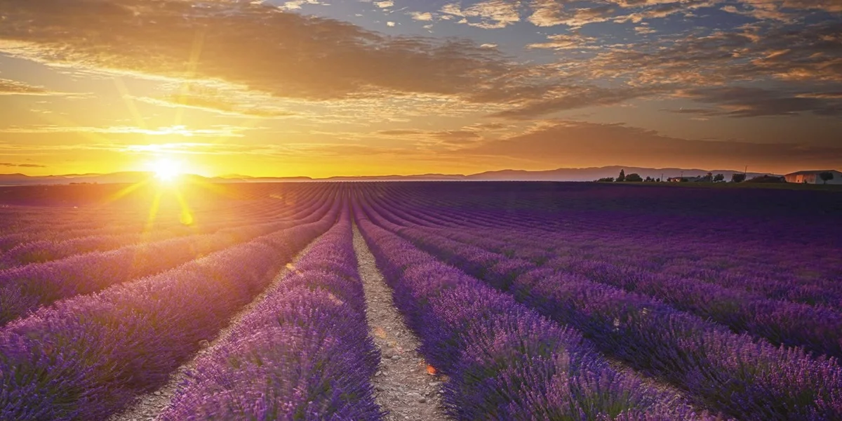 france tours provence lavender fields l ge.jpg