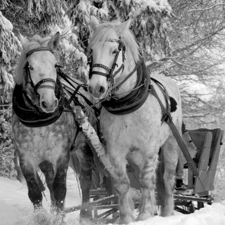 Sleigh Ride.jpg