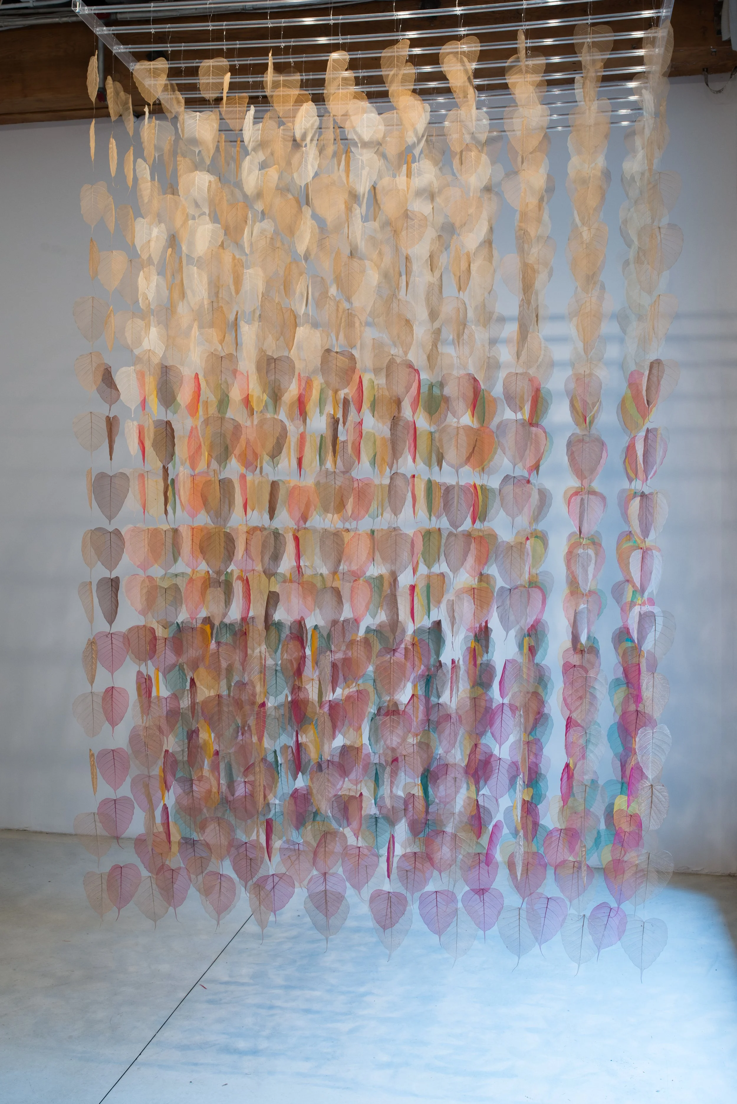 koyo_autumn_transformation_96tallx48widex62long inches_bodhi_ficus_religiosa_skeleton_leaves_dye_monofilament_2014_installation.miya_ando_sundaram_tagore_gallery_nyc_solo_exhibition_kisetsu_seasons copy.jpg