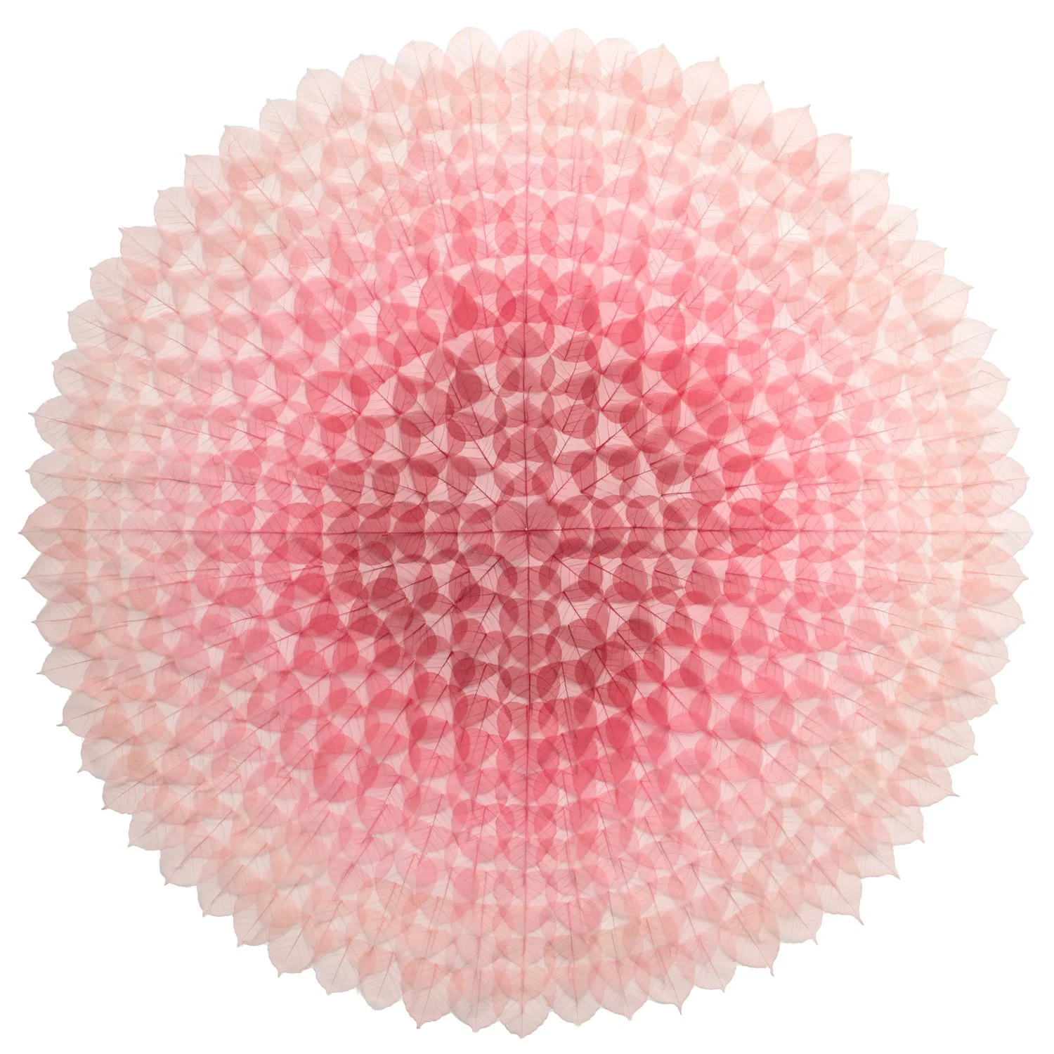 wishing mandala 72 x 72 inches dyed bodhi ficus religiosa skeleton leaves monofilament on archival ragboard 2017 miya ando_1.jpg