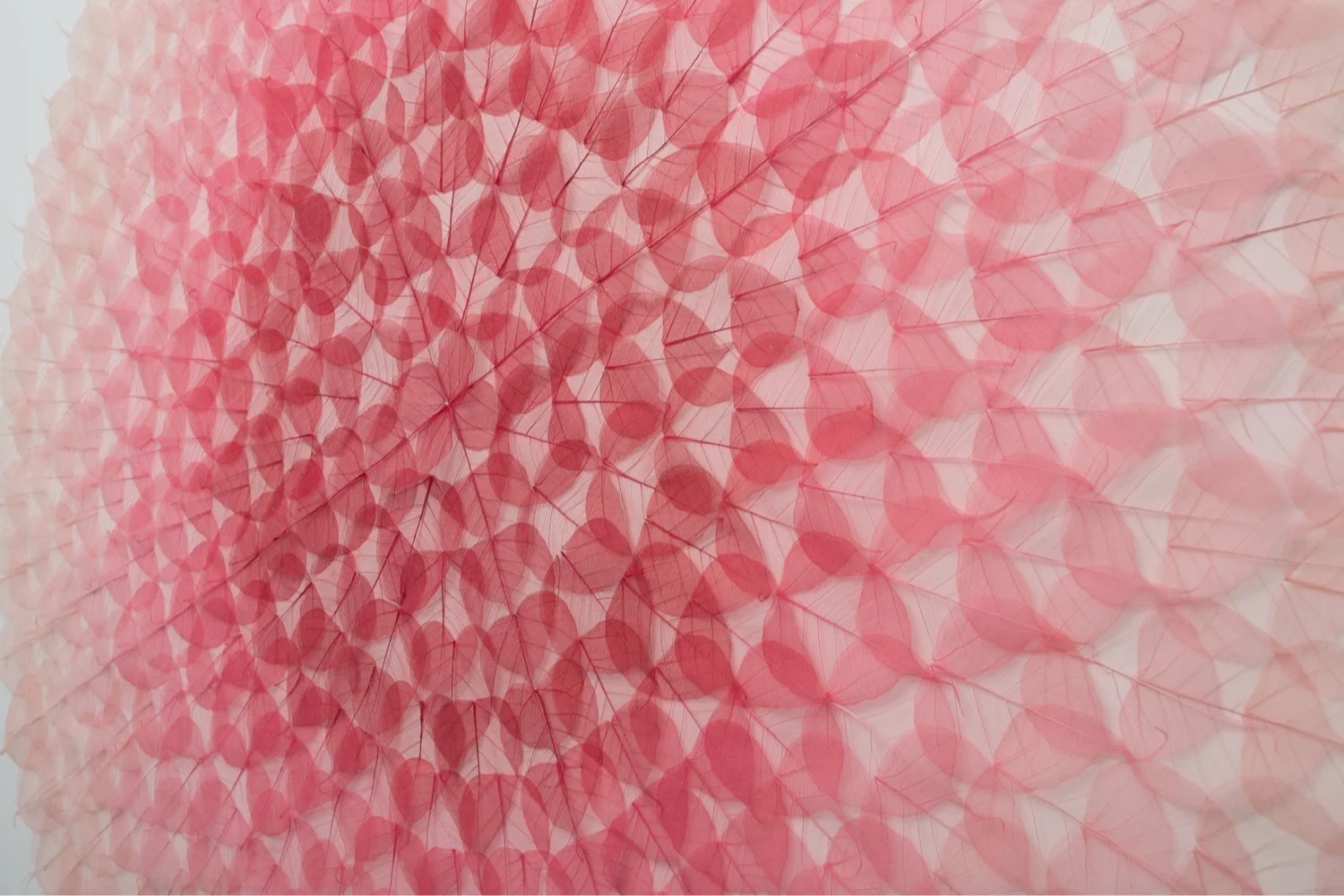 wishing+mandala+72+x+72+inches+dyed+bodhi+ficus+religiosa+skeleton+leaves+monofilament+on+archival+ragboard+2017+miya+ando.detail3.jpg