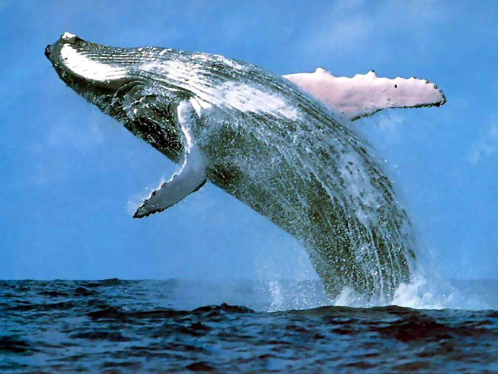 baleia cosol.jpg