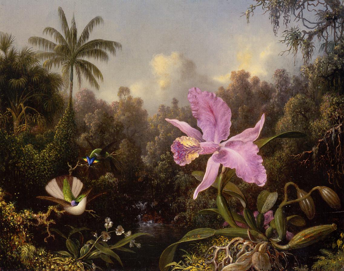 orquideas.jpeg