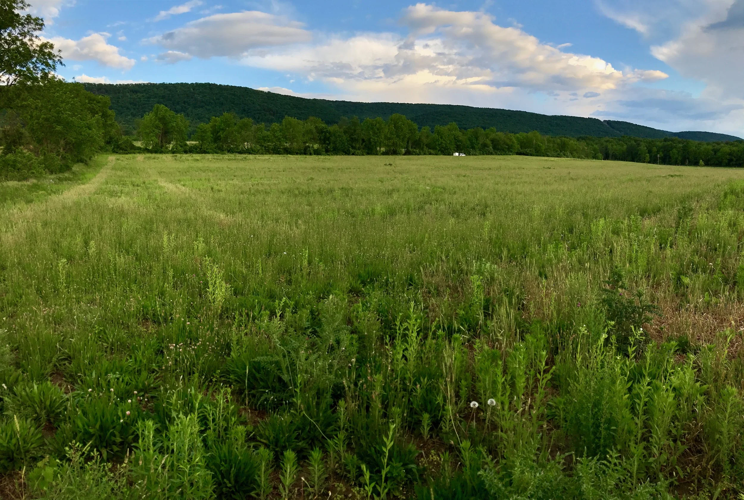 Land purchased!