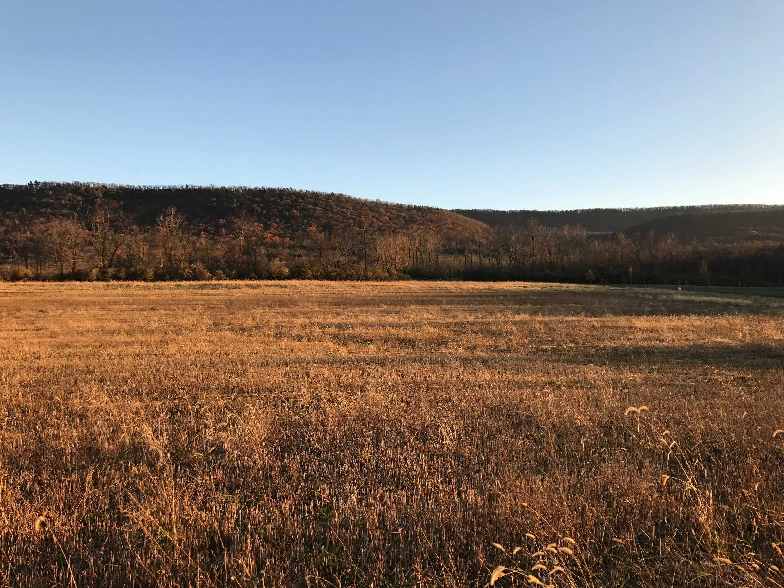 Land purchased!