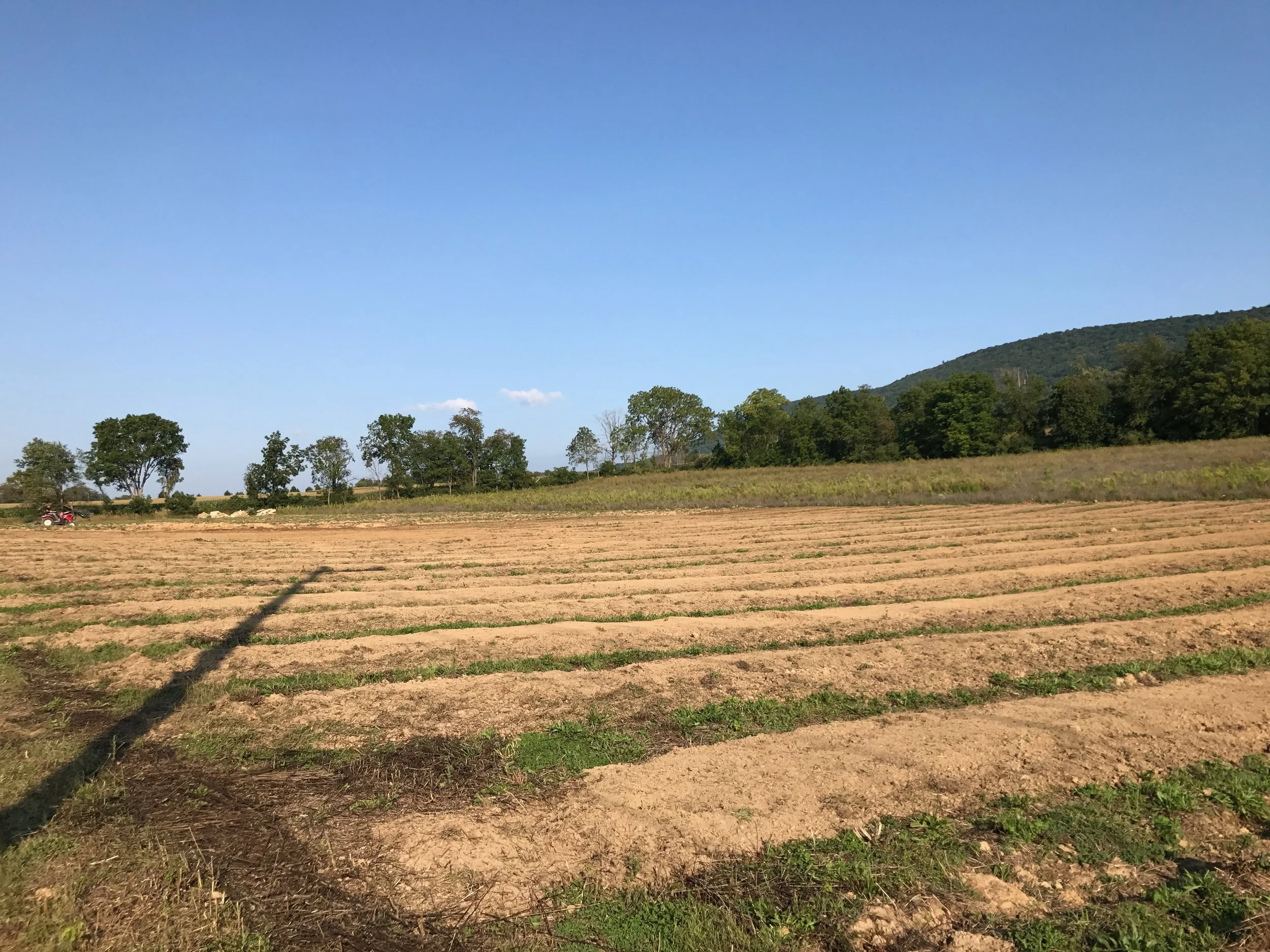 Vineyard prep.