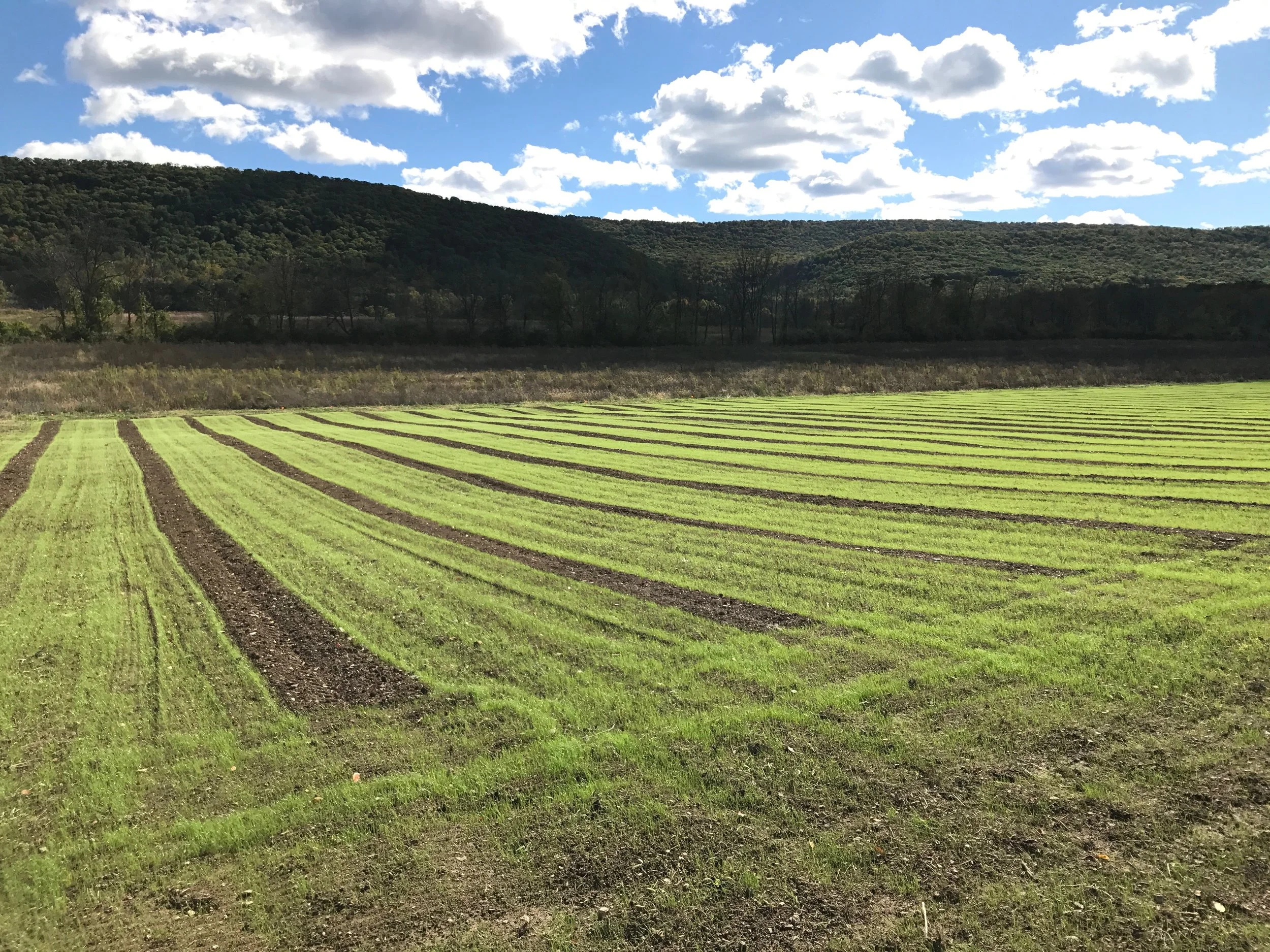 Vineyard grass planted.