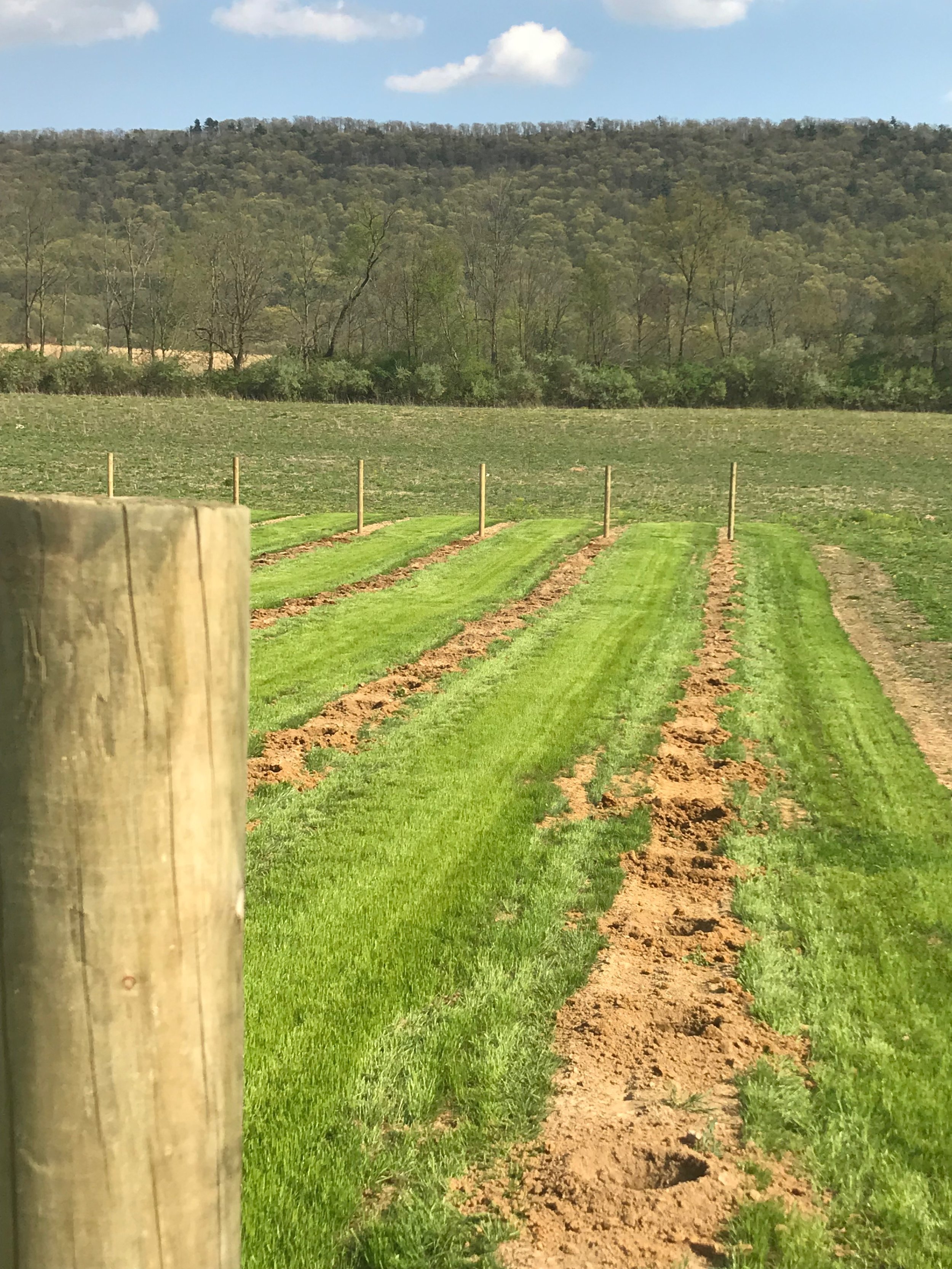   More vineyard posts.  