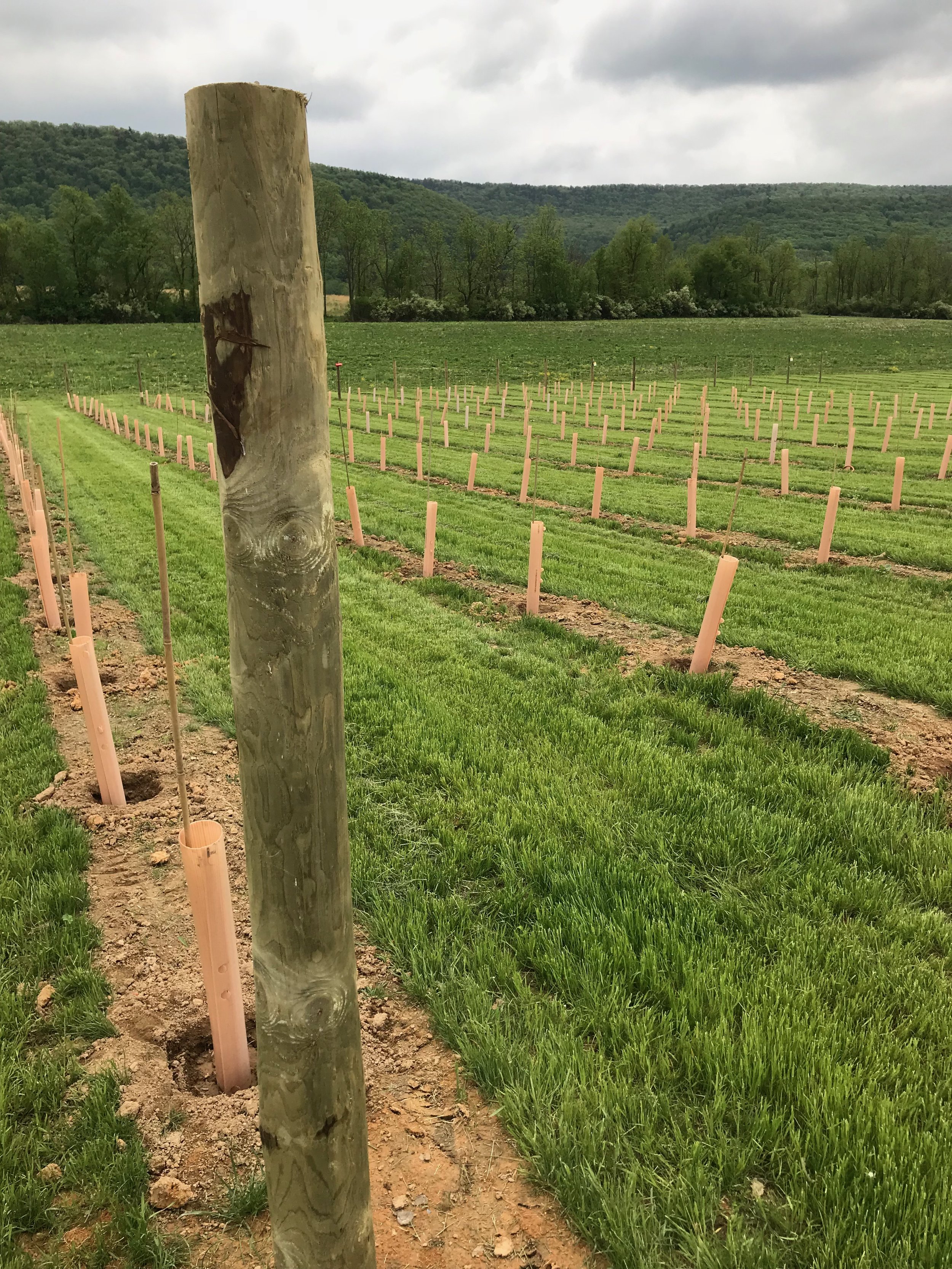   More vines planted.  