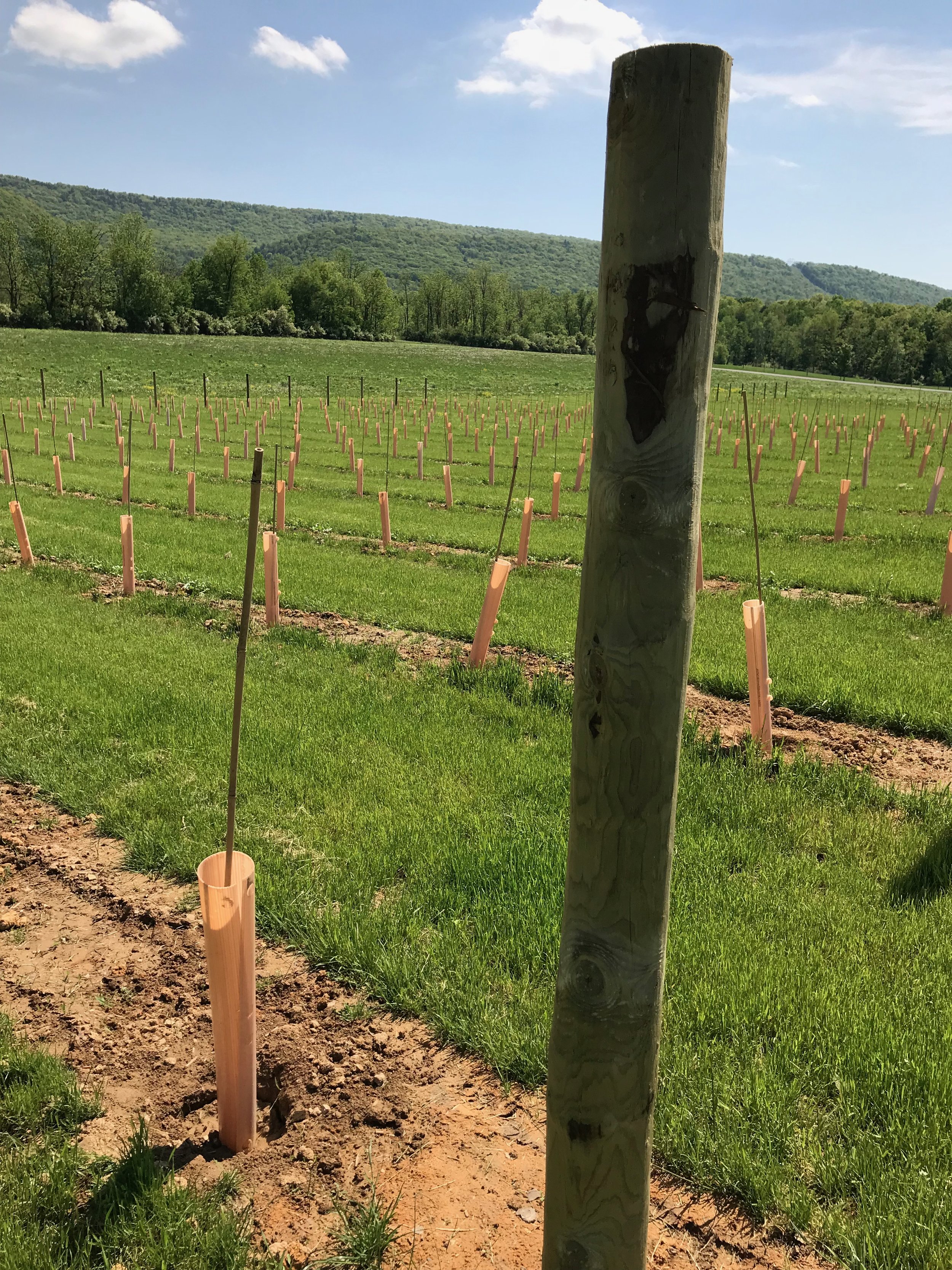   More vines planted.  