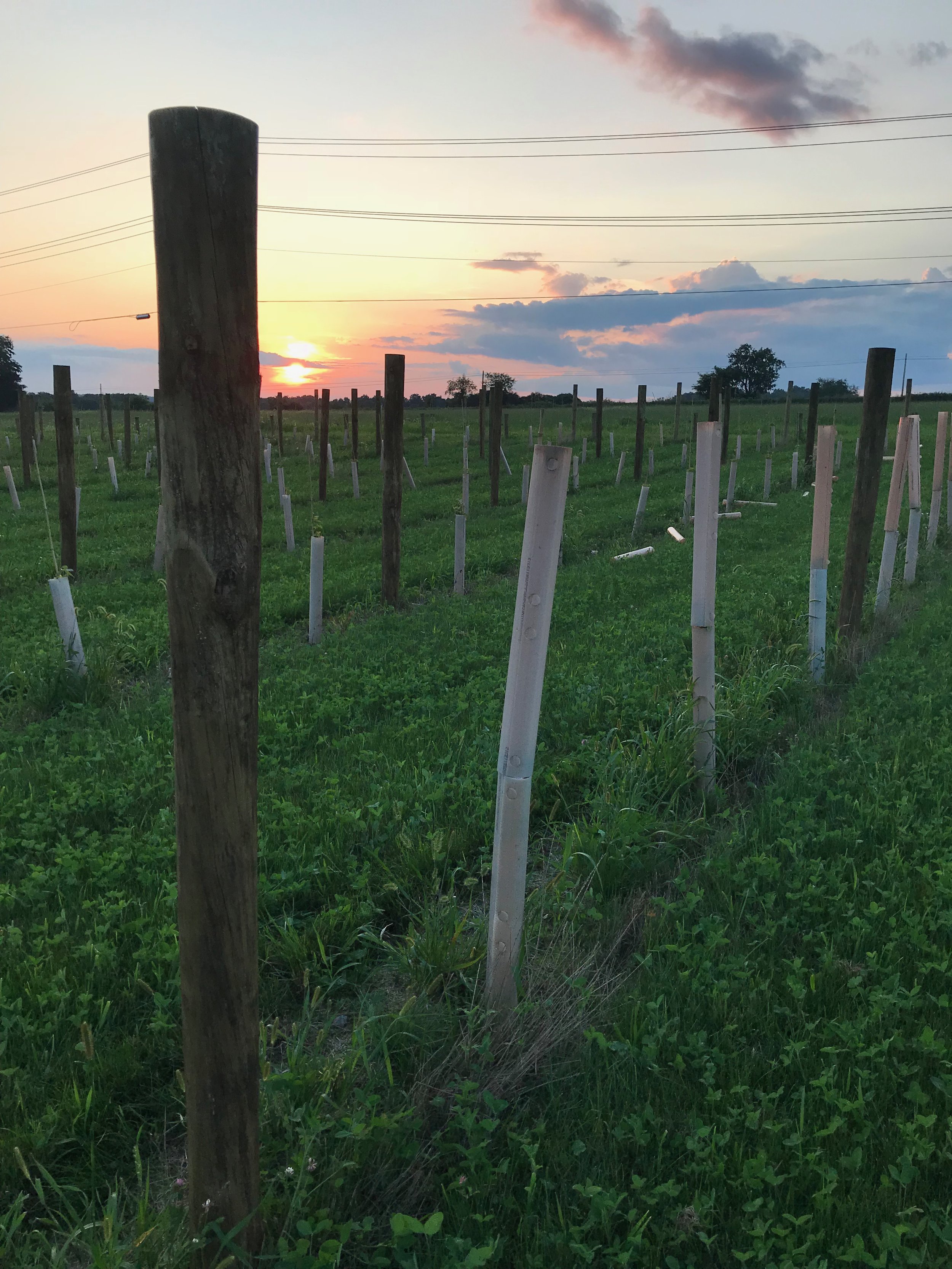   Sunset in the vineyard.  