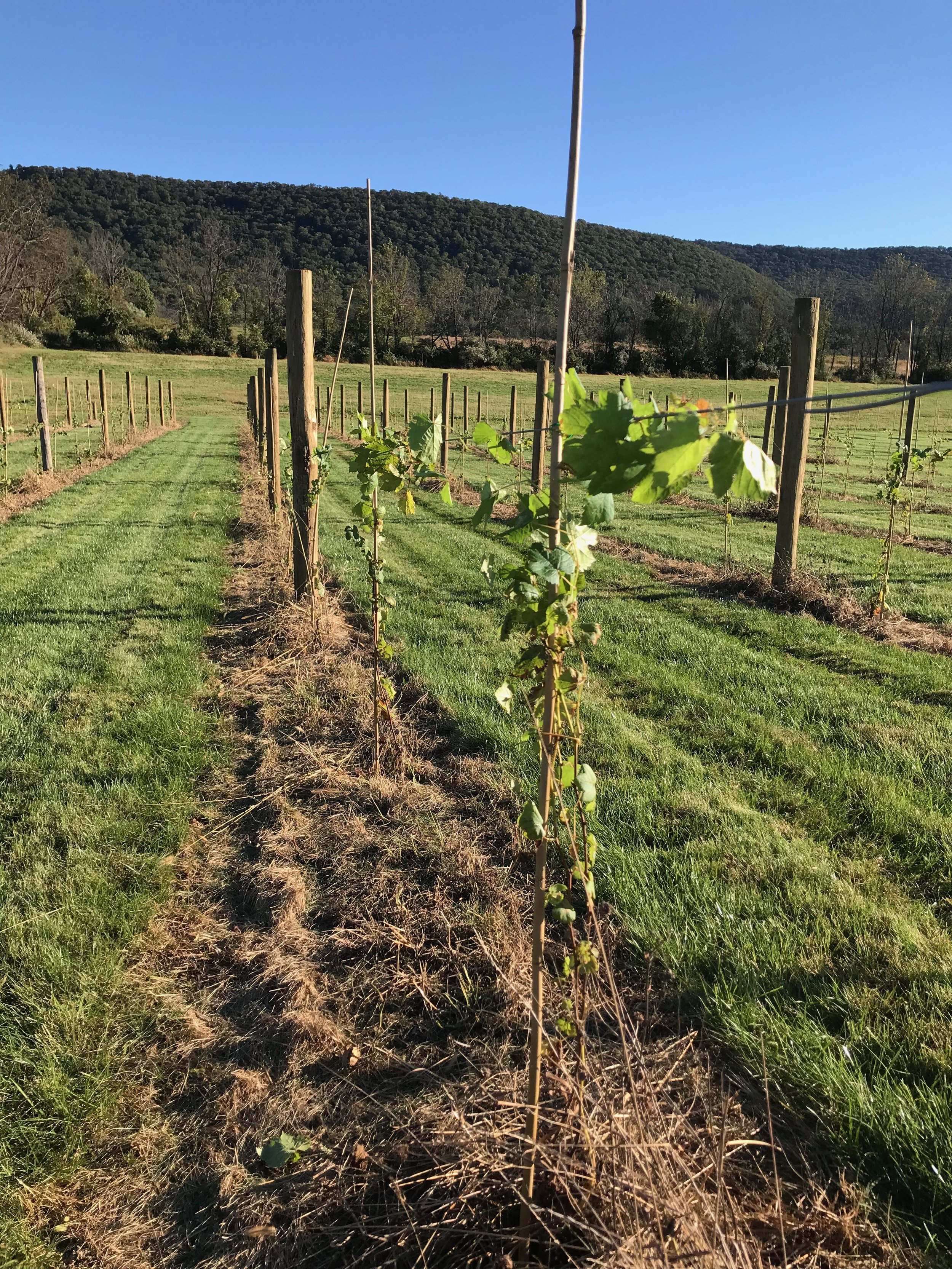   Grow tubes off for winter.  