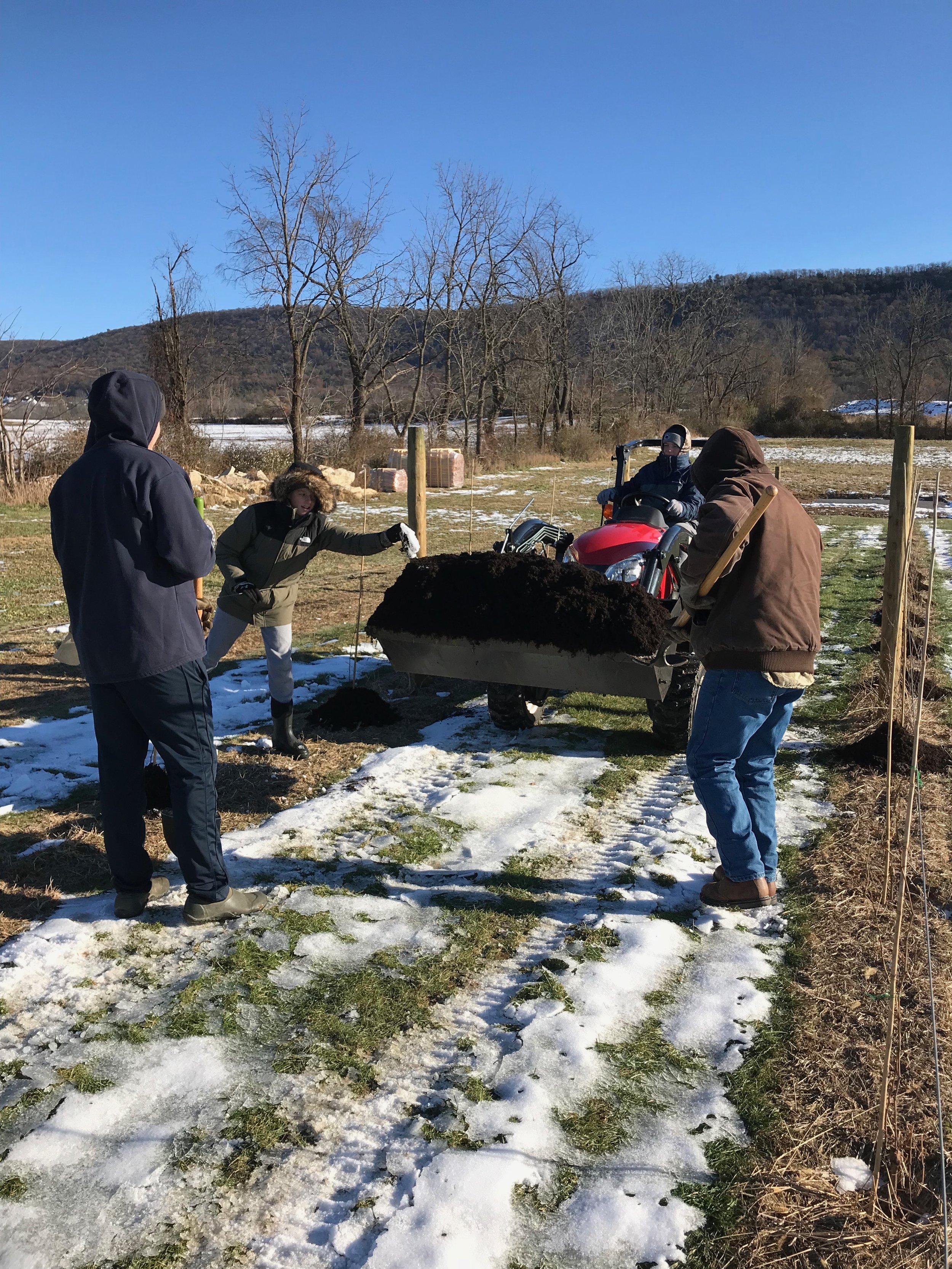   “Hilling up” for winter protection.  