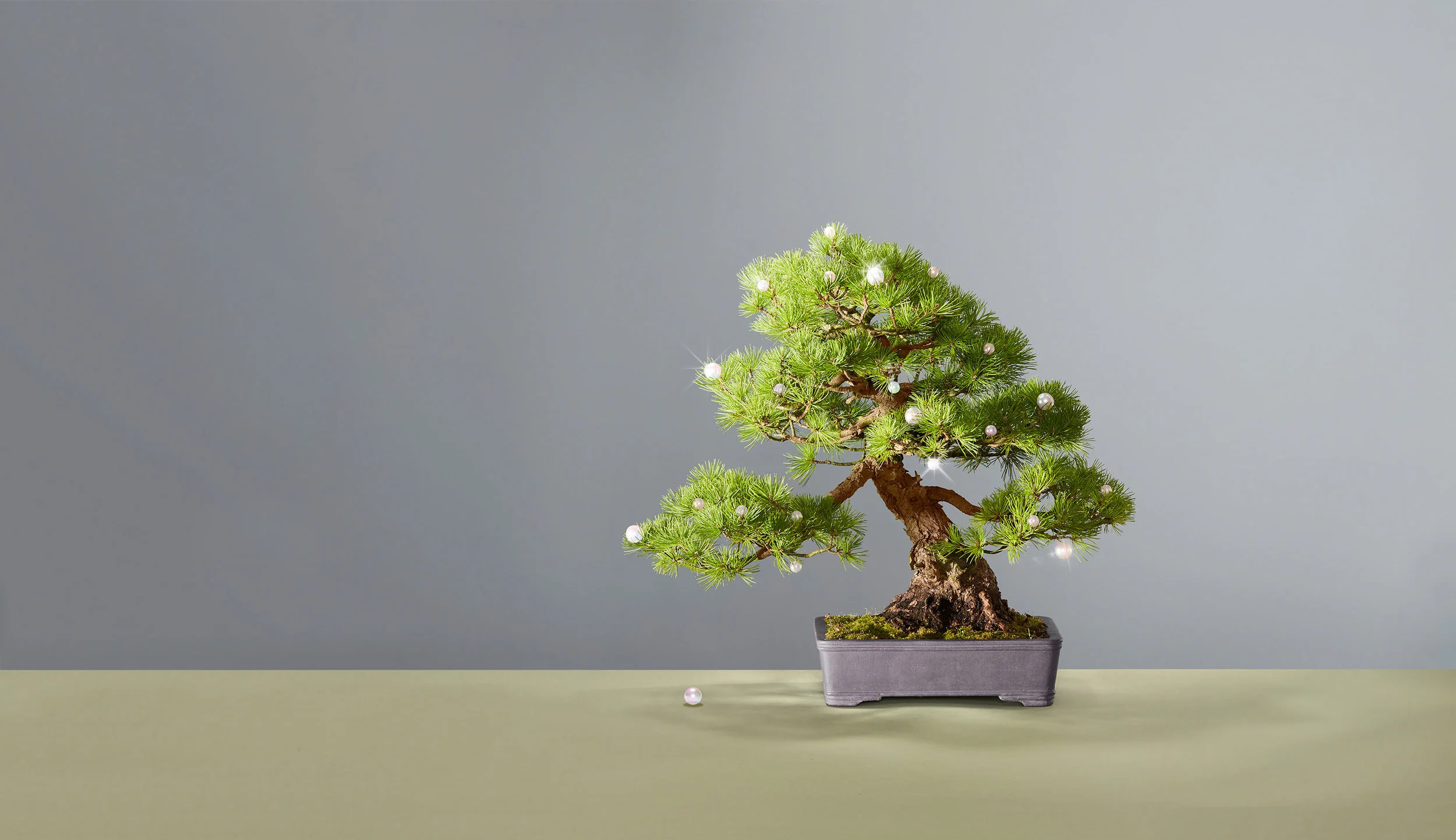 Kempen+Bonsai_printversie_low+res.jpg