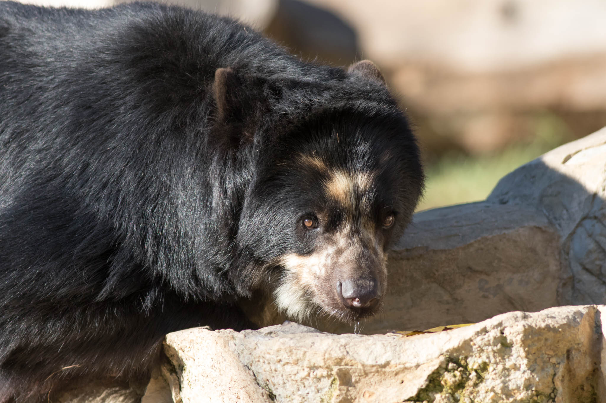 Andean Bear-40.jpg