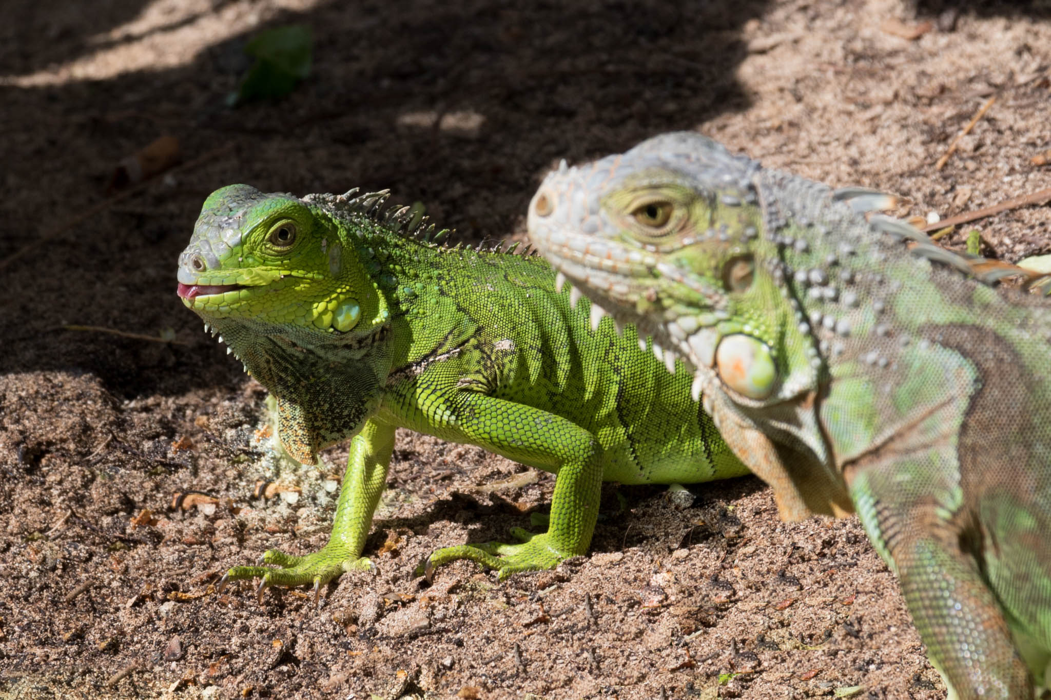 Iguana at Kakao Beach Club - St Martin-5.jpg