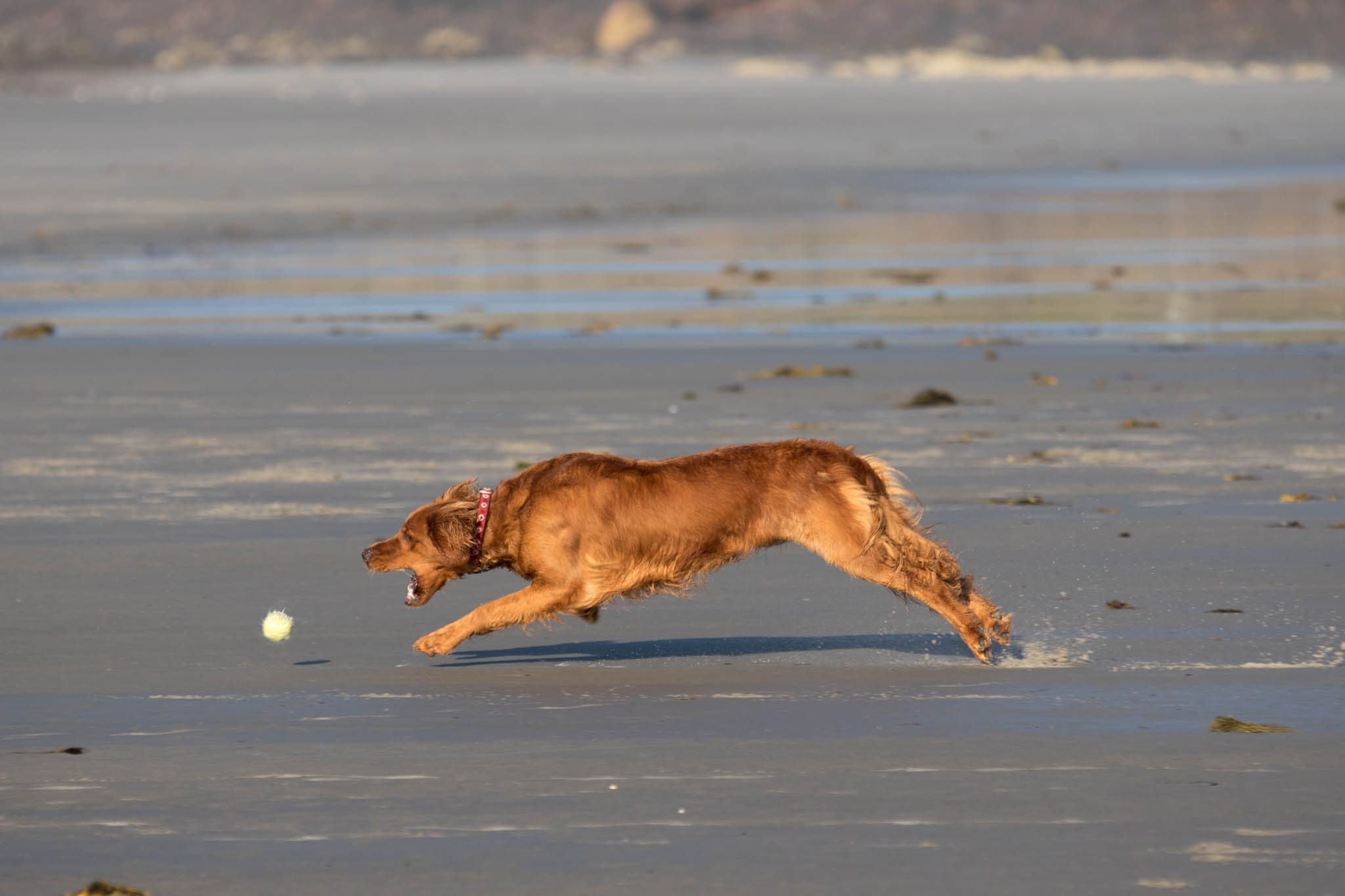 Higgins Beach - Red Dog-2.jpg