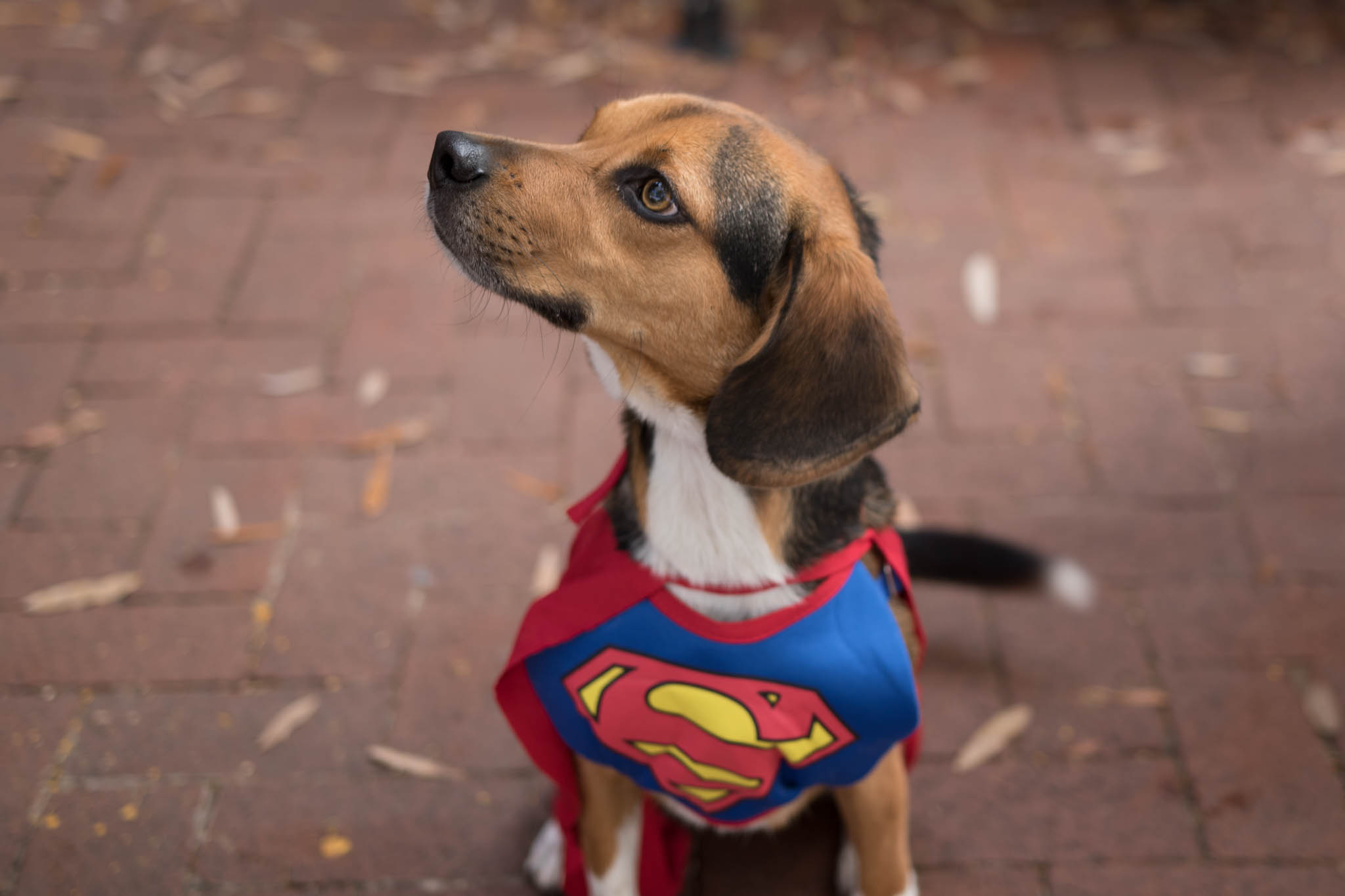 Shirlington Dog Treat or Treat-1-Edit.jpg