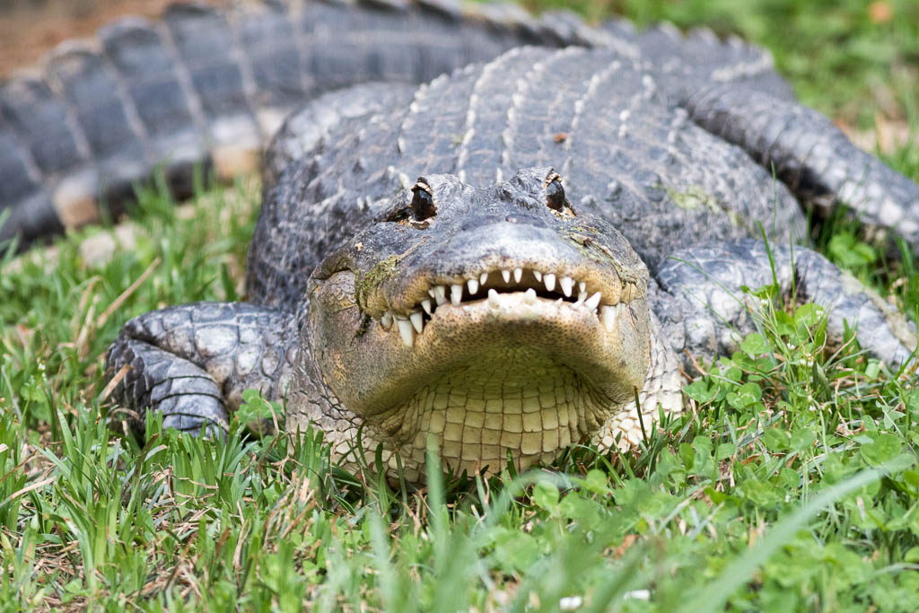 Gator-18.jpg