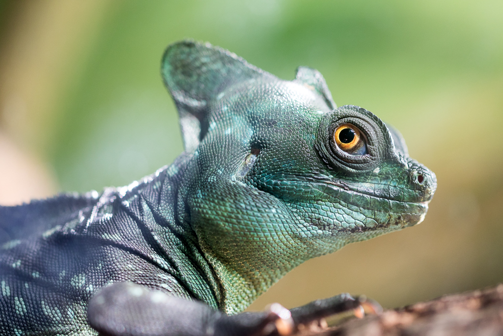 Green Crested Basilisk (Basiliscus plumifrons)-2.jpg