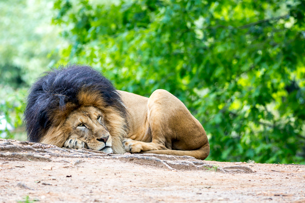 male lion-20.jpg