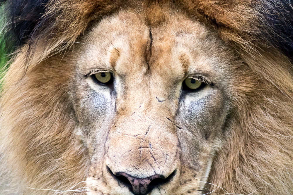 Male Lion with Scars - Closeup-1.jpg