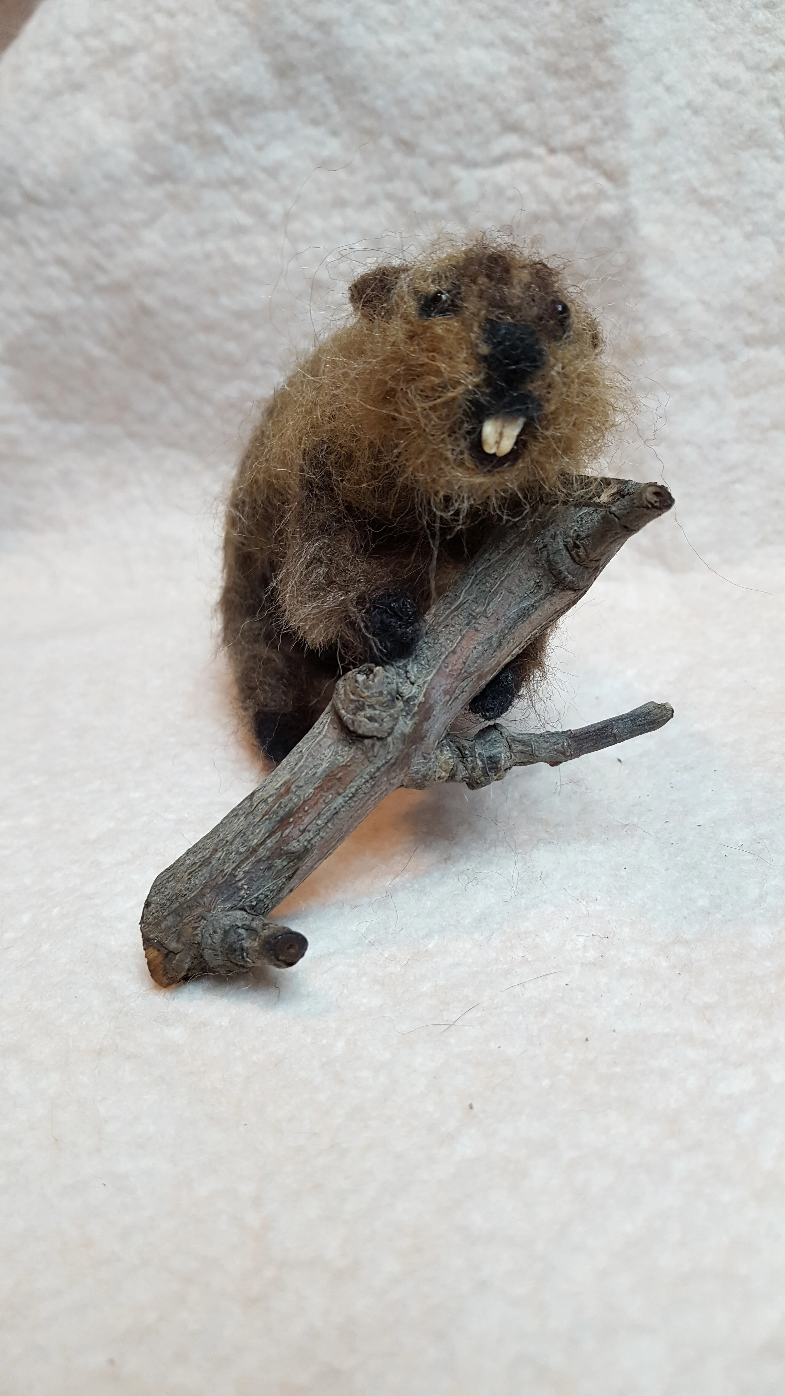 Beaver