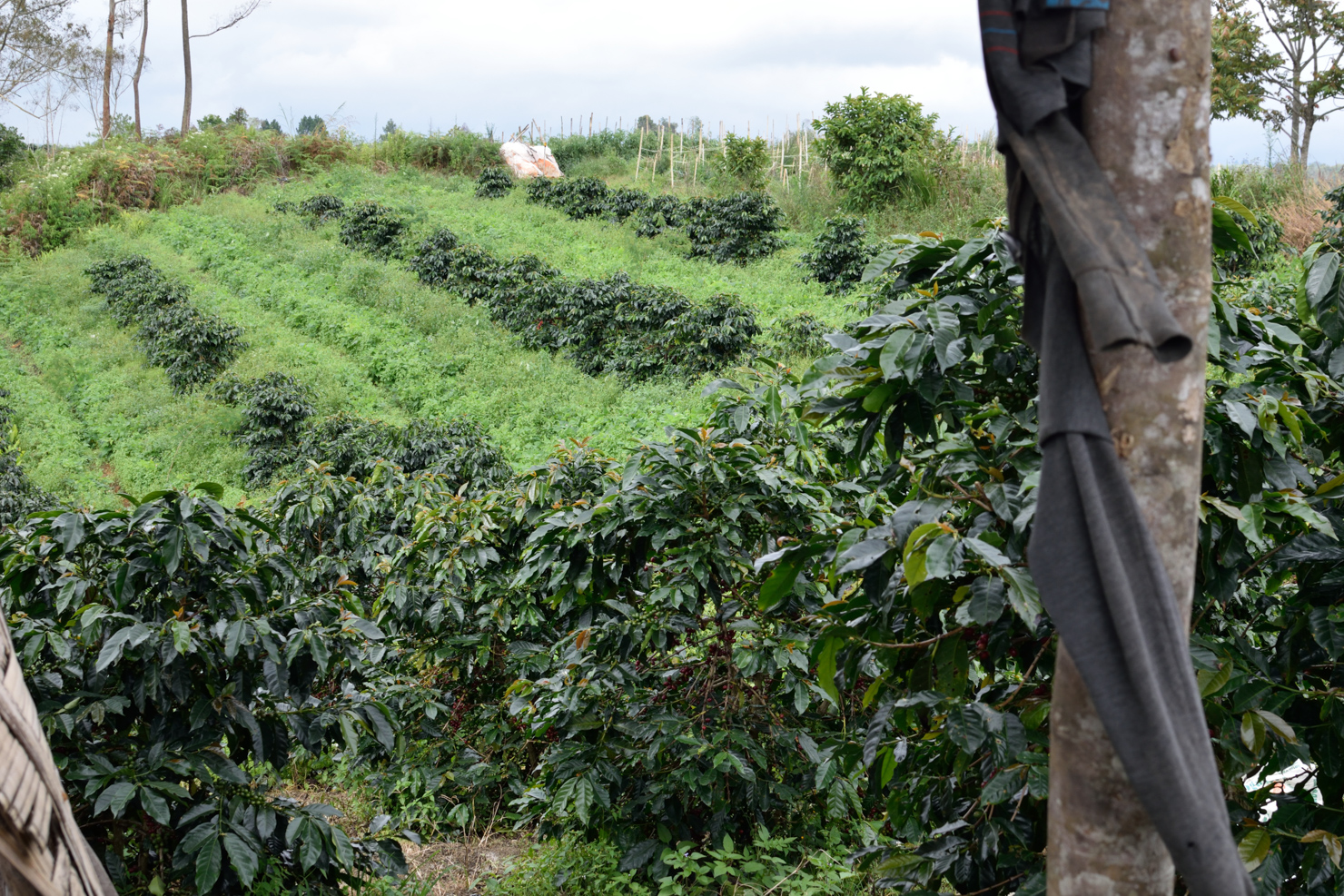 Lisa and Leo’s Organic in Silimakuta, Sumatra.