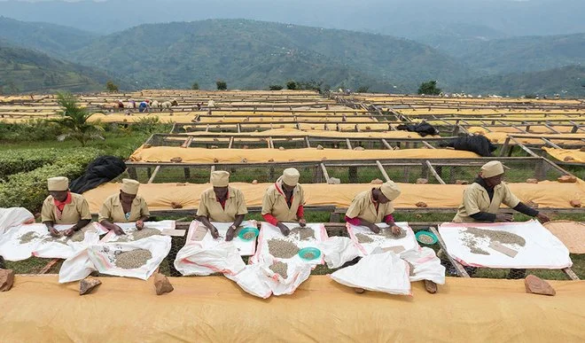 Photo: Sustainable Harvest Coffee Importers/Bryan Clifton