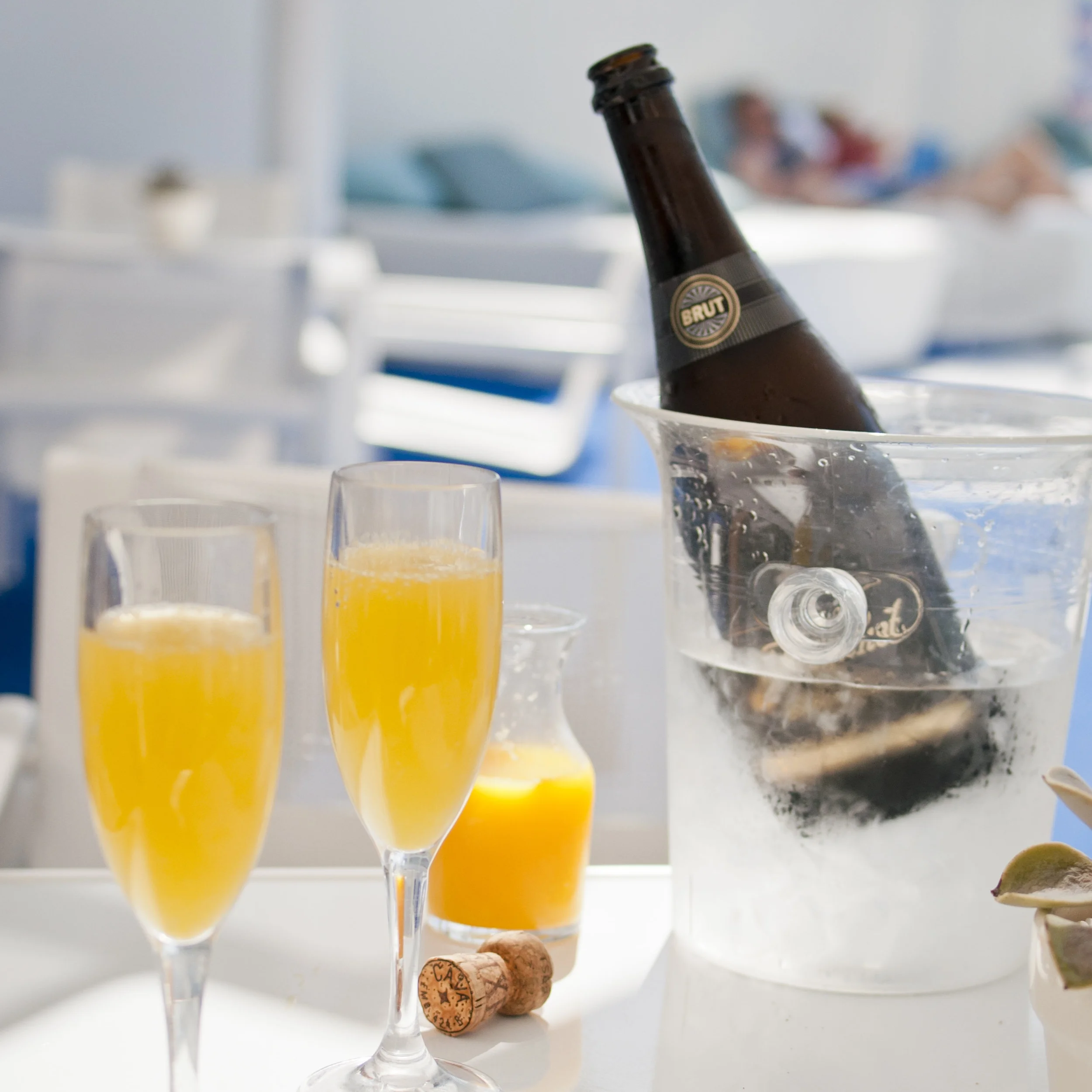 Mimosa.jpg