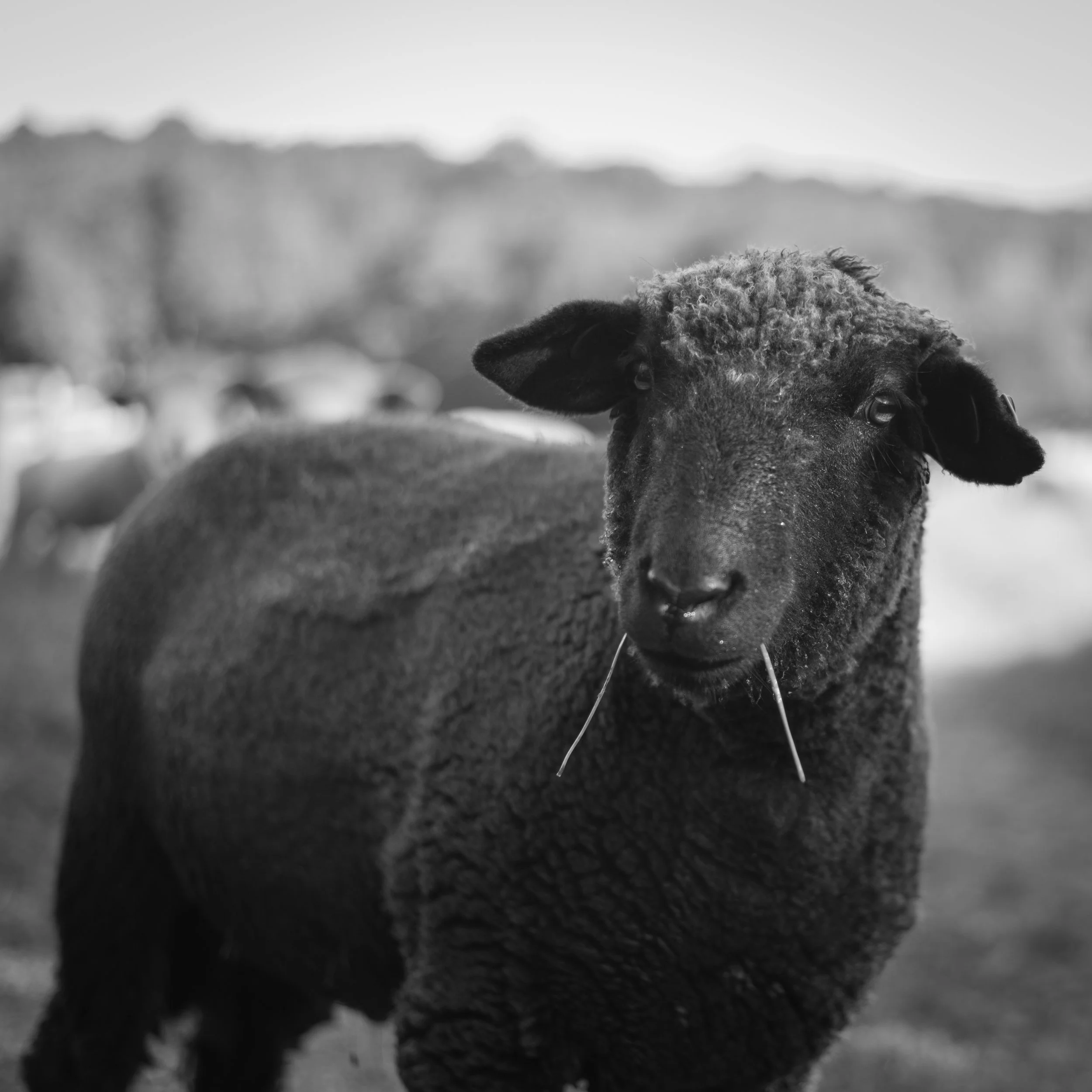 #LifeIsTheFarm-7.jpg