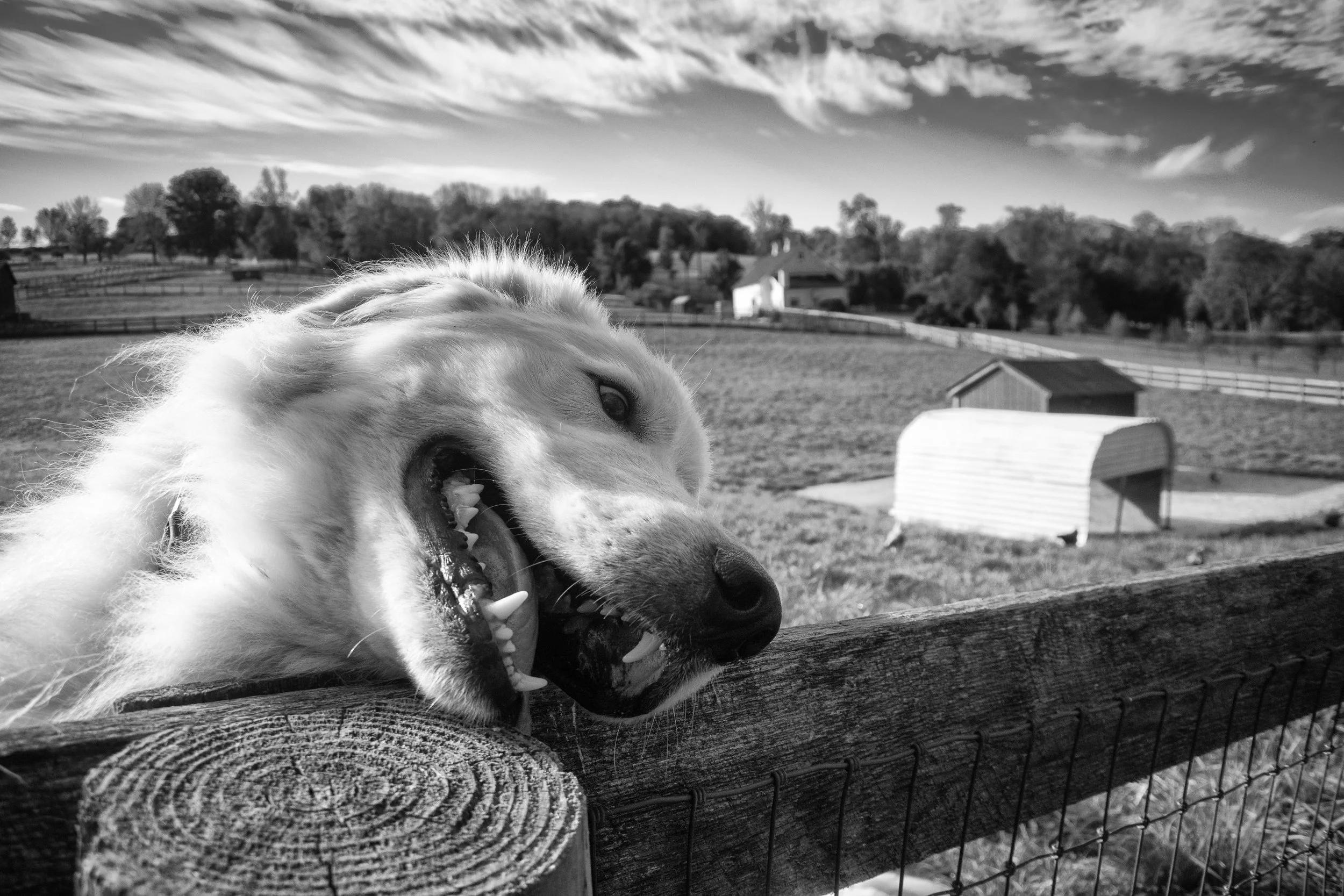 sheep dog-1.jpg