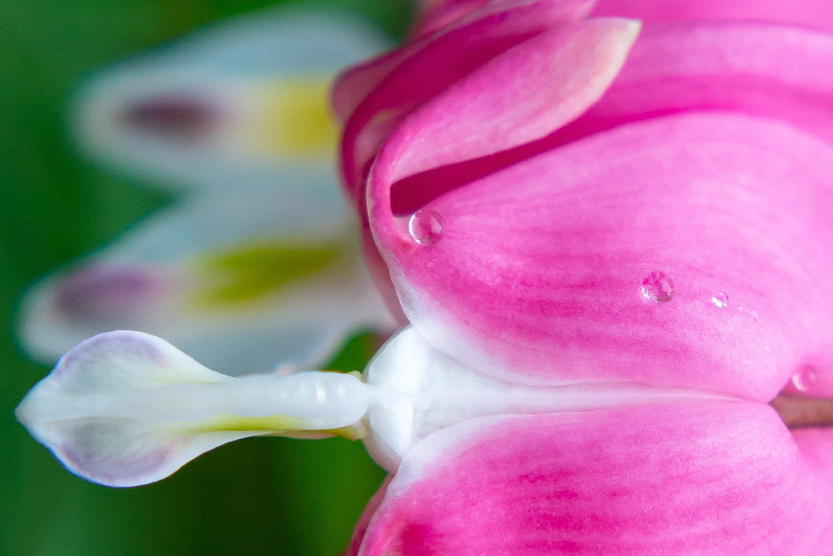 bleeding heart-1.jpg