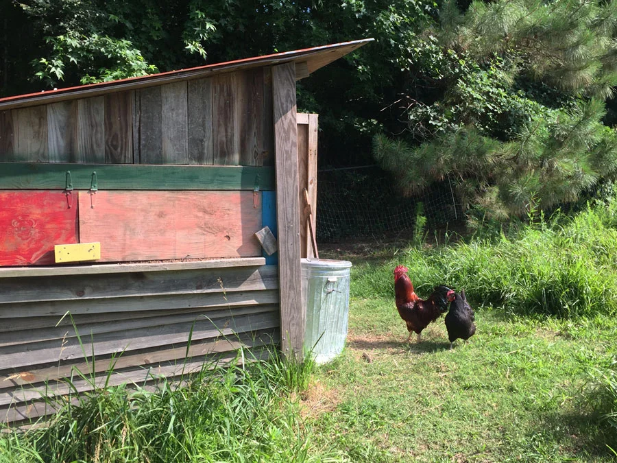 Hub-Farm-Chickens.jpg