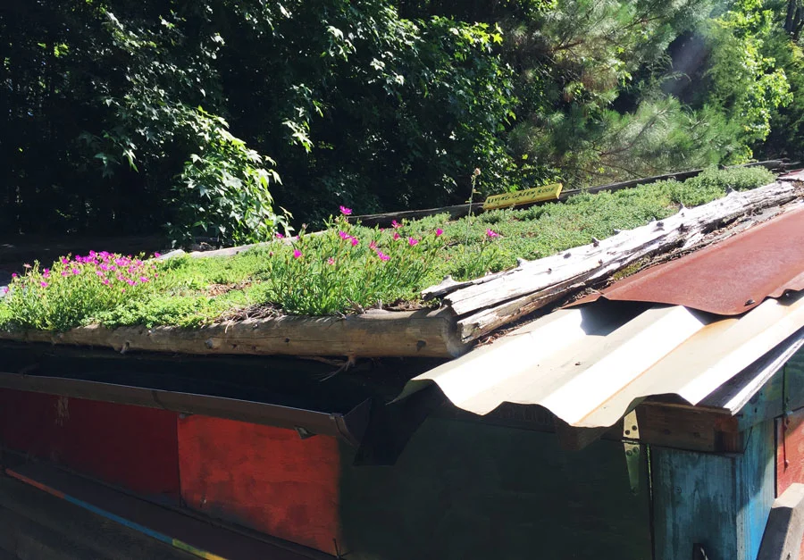 Hub-Farm-Green-Roof.jpg