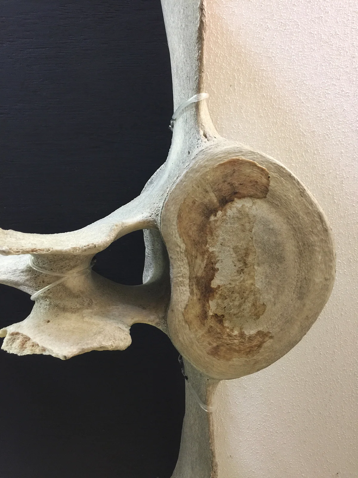 From the Bonehenge Whale Center in Beaufort, NC.