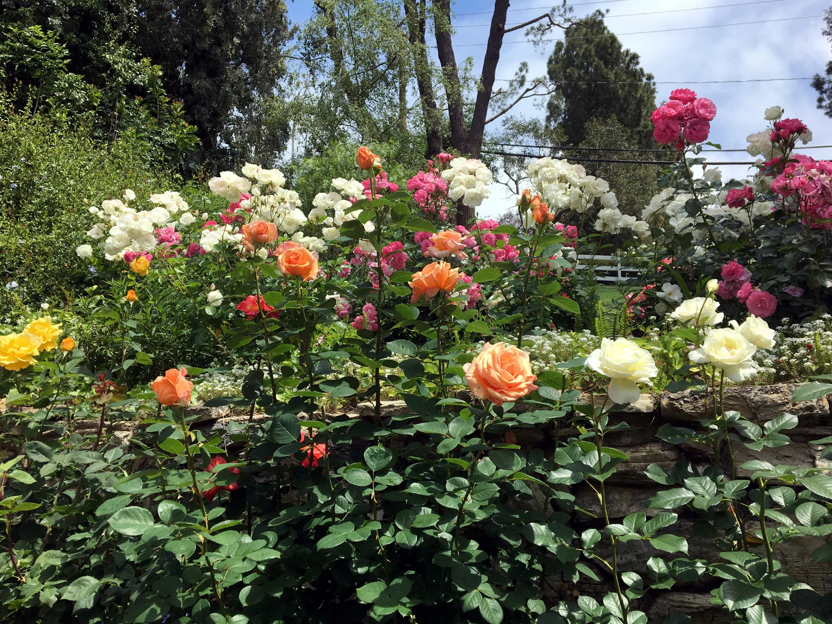 Roses_aboutus_web.jpg