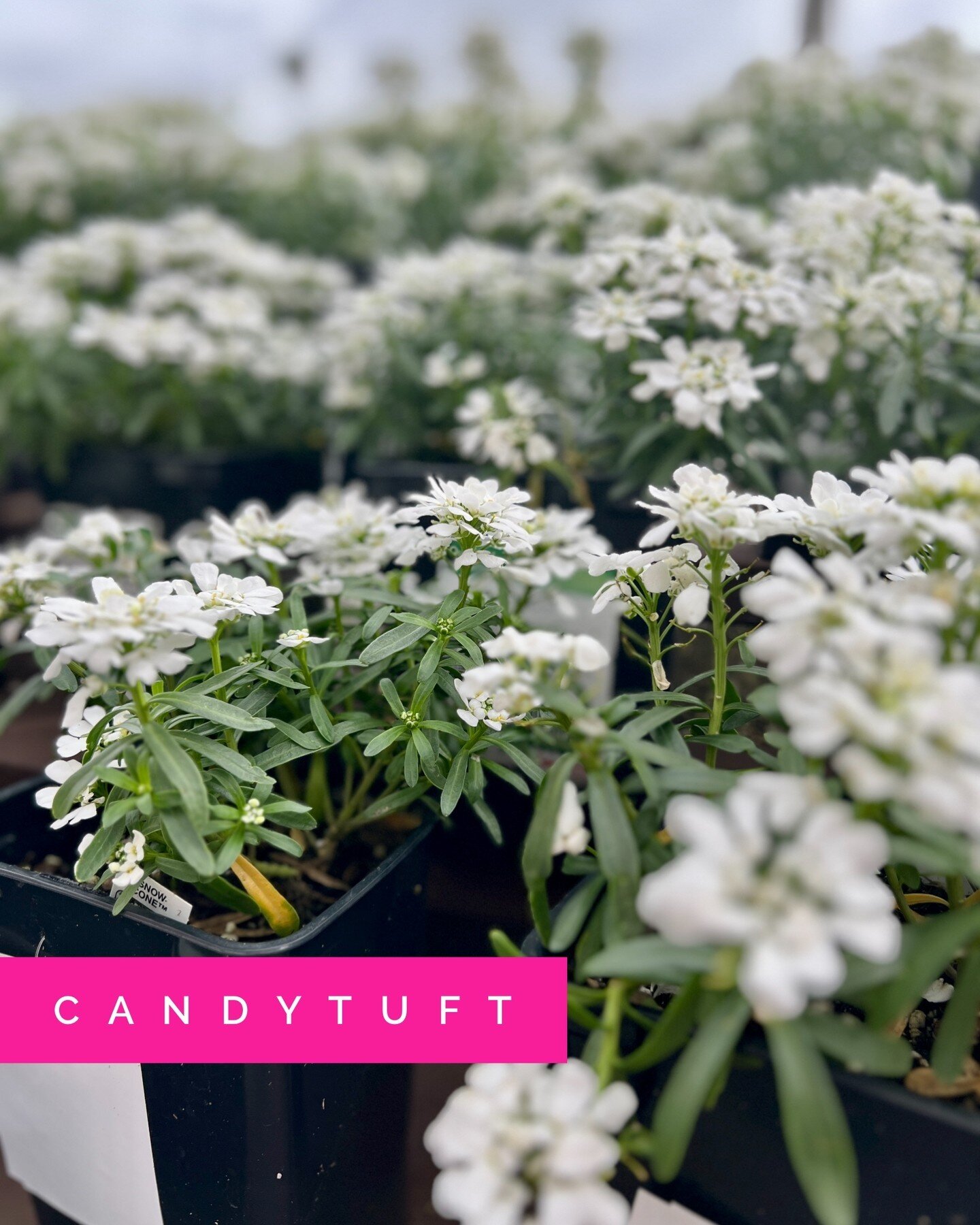 Besides basic maintenance &amp; pruning roses, this season is a good time for planning &amp; planting your spring garden! 🌼 Here are a few ideas:⁠
⁠
🌸 Candytuft: low growing with bunches of small white flowers with yellow centers. Plant this in ful