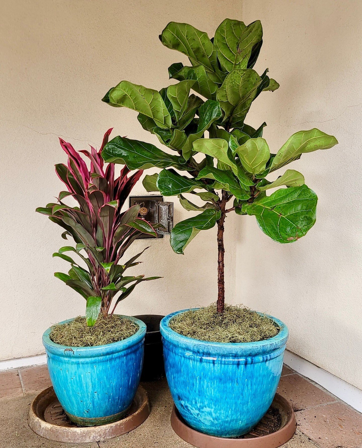 Everyone loves a Fiddle Leaf Fig 💞 but can you grow them outside? 🤔⁠
⁠
They absolutely can thrive outside but with caution. A Fiddle's natural climate is warm and humid with a lot of natural light. The California climate is ideal in most areas, but