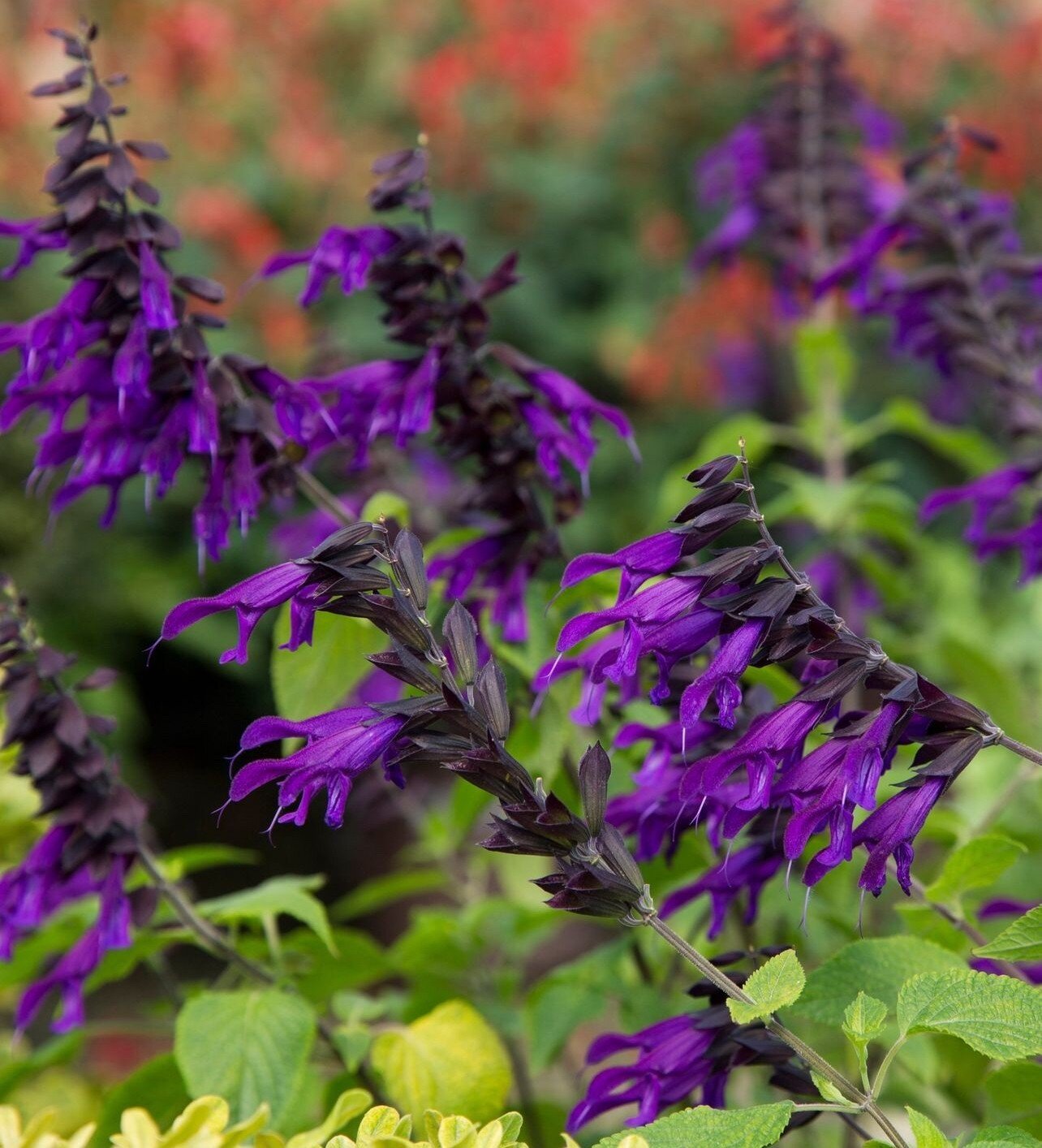 Isn't this the most amazing shade of violet? 💜 This is 'Amistad' Salvia, and it blooms nearly nonstop from spring to winter, sometimes even through winter in milder climates. No pruning is necessary with this low-maintenance beauty and it is a polli